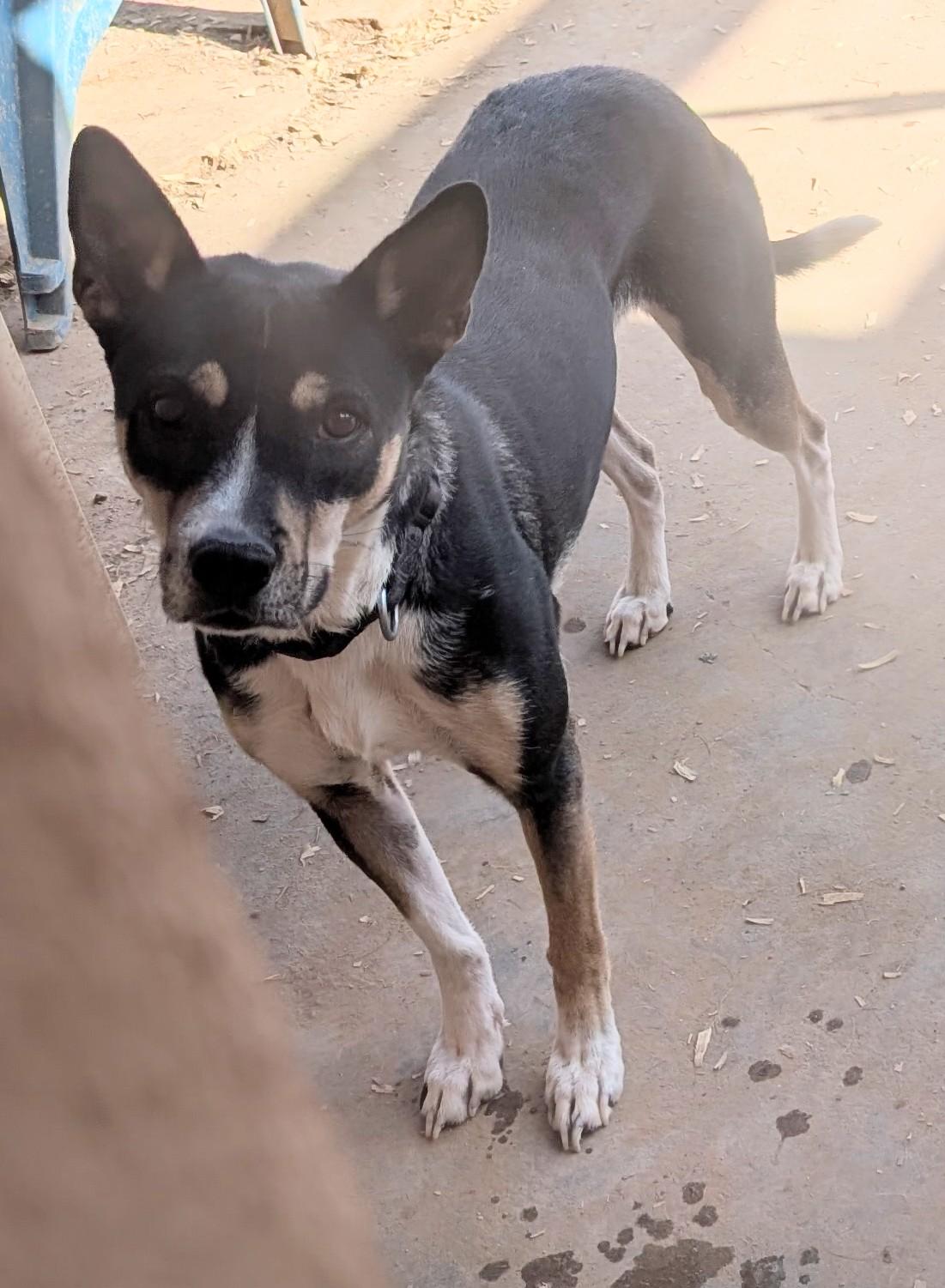 LILY, Adoptable, Adult Female Australian Kelpie.