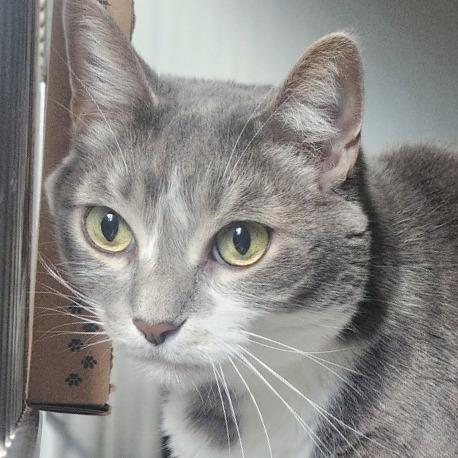 Enlarge Teddy, a Adoptable Domestic Short Hair in Chicago, IL image 2/2