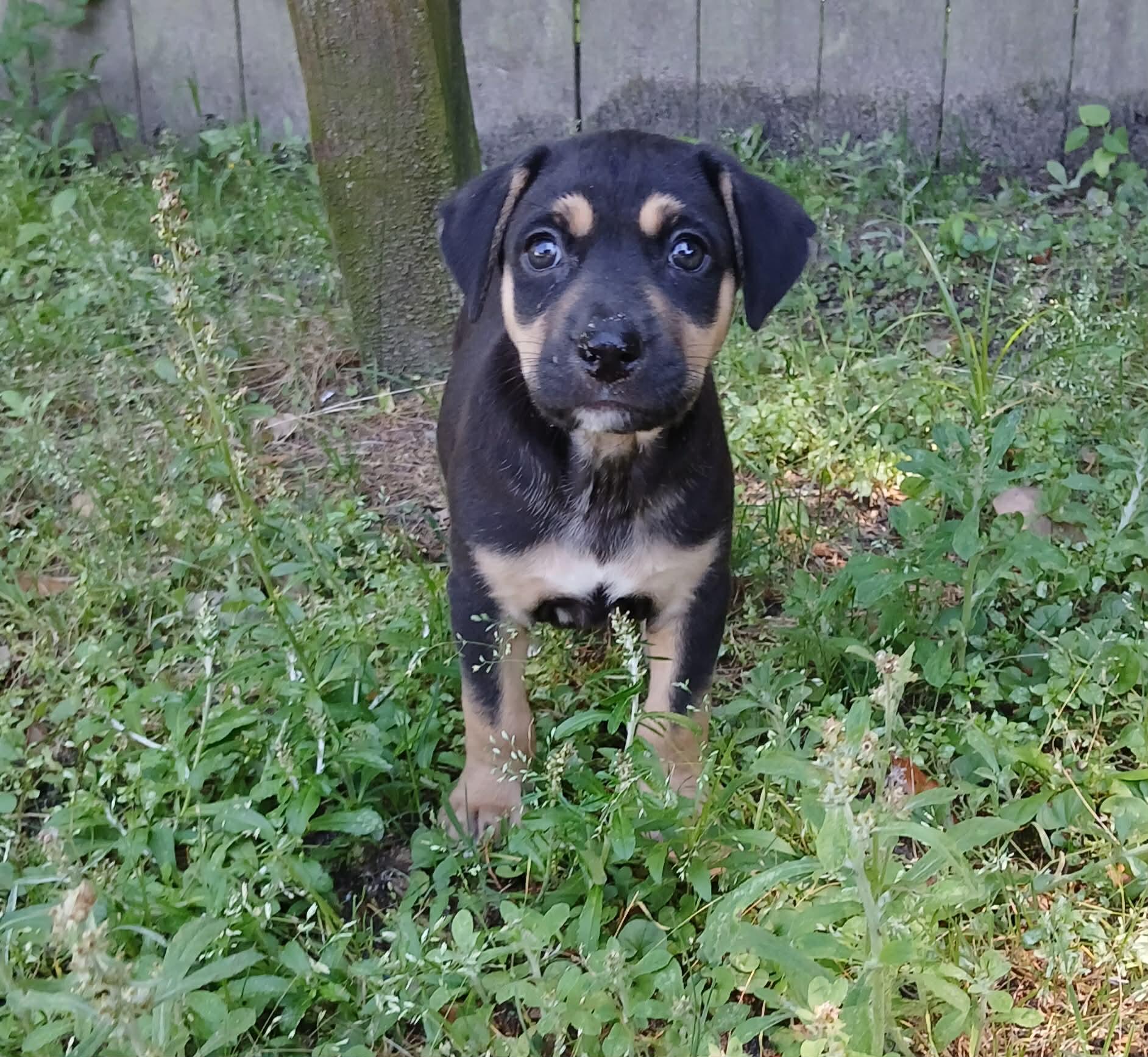 Kai, a ADOPTABLE mixed breed in Southington, CT image 4/4
