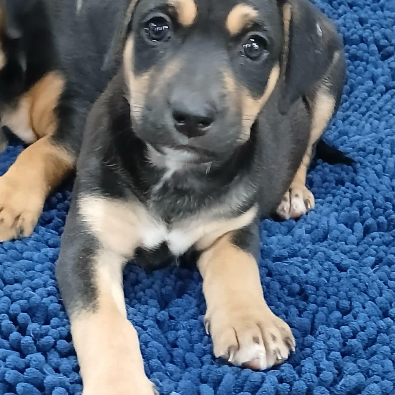Kai, a ADOPTABLE mixed breed in Southington, CT image 3/4