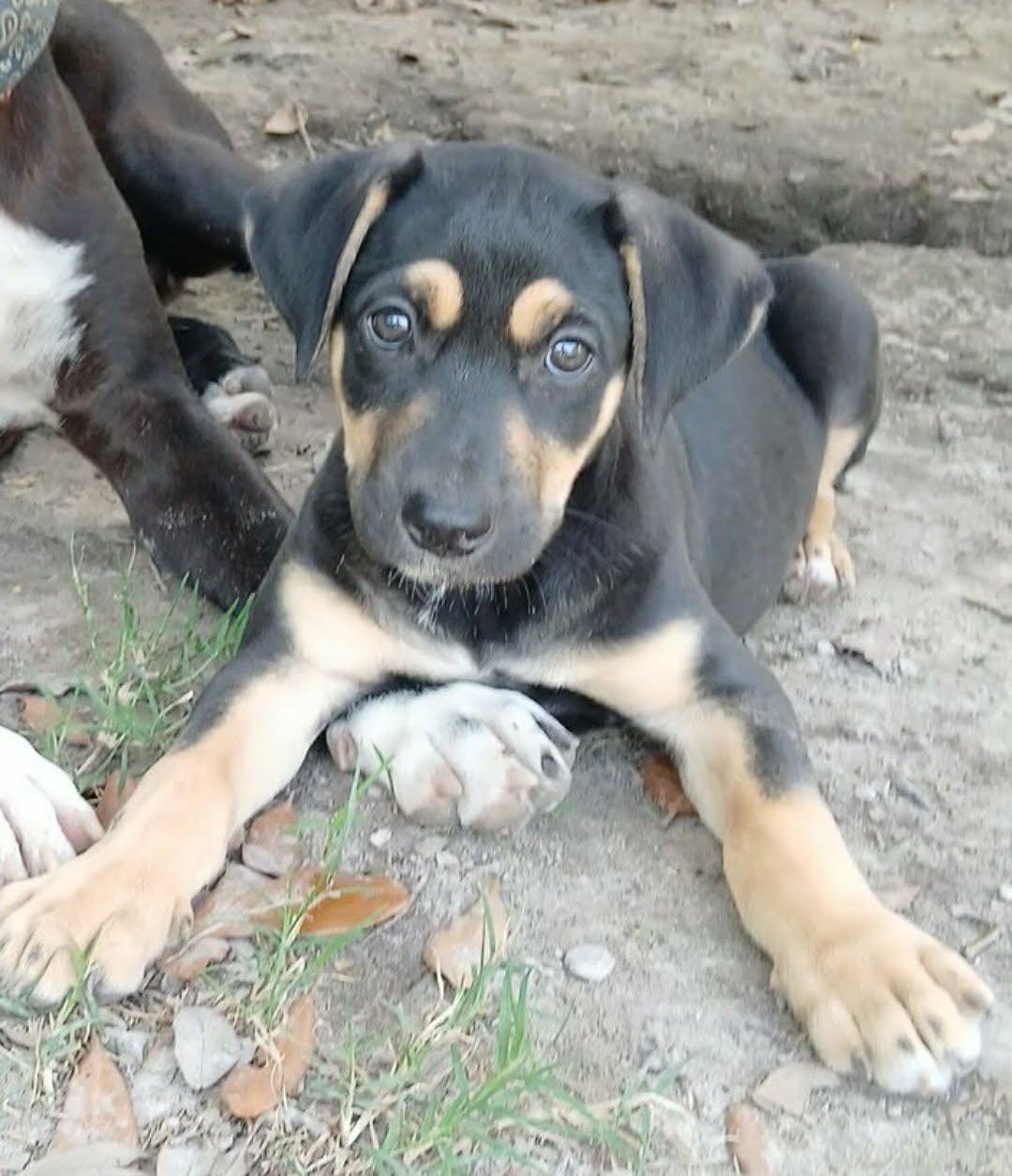 Kai, a ADOPTABLE mixed breed in Southington, CT image 2/4