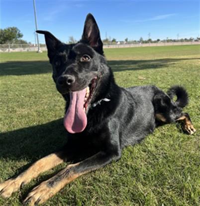 JAEGER, Adoptable, Adult Male German Shepherd Dog & Rottweiler.
