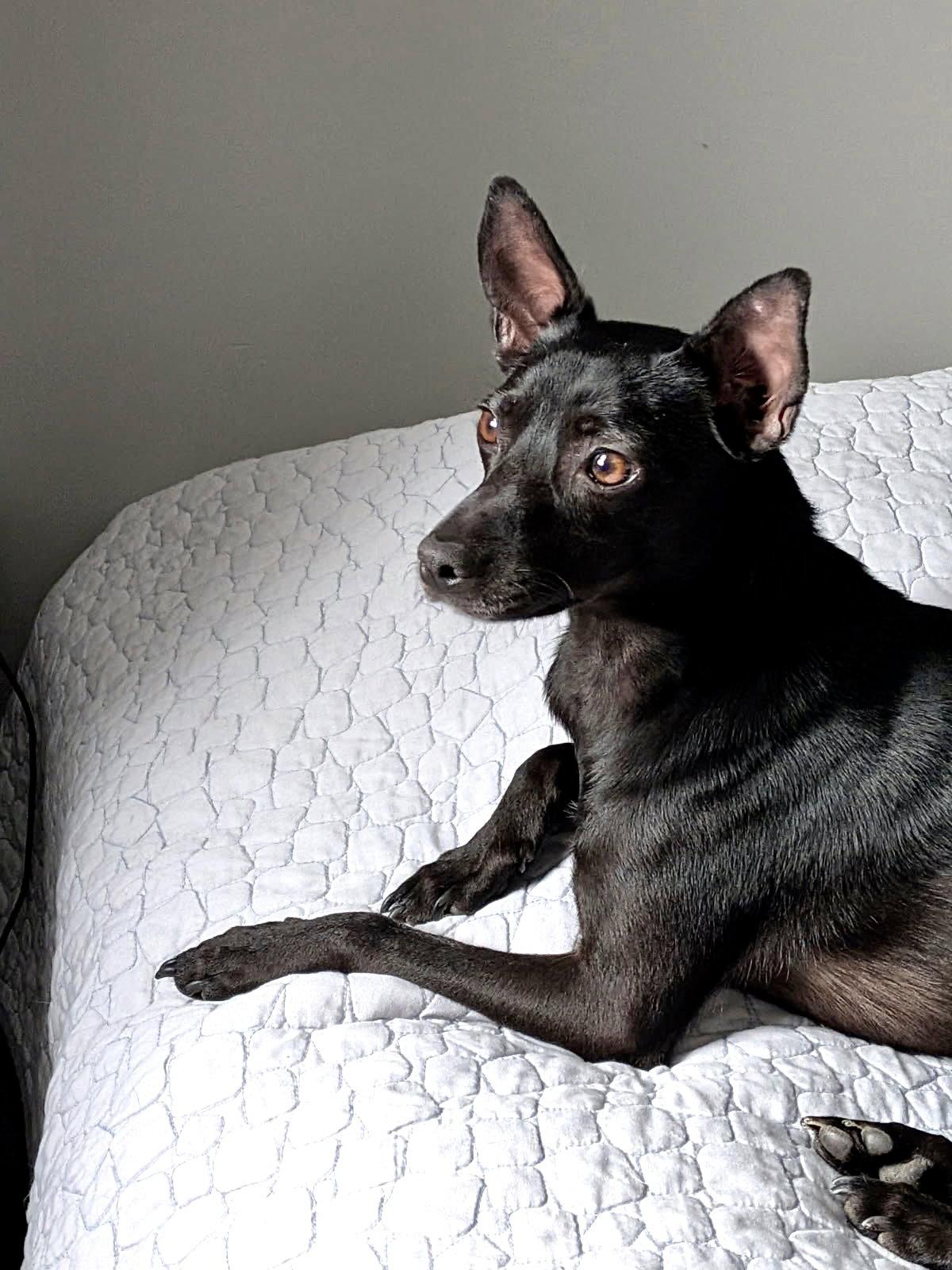 Enlarge Nox, a Adopted mixed breed in Blackwood, NJ image 1/3