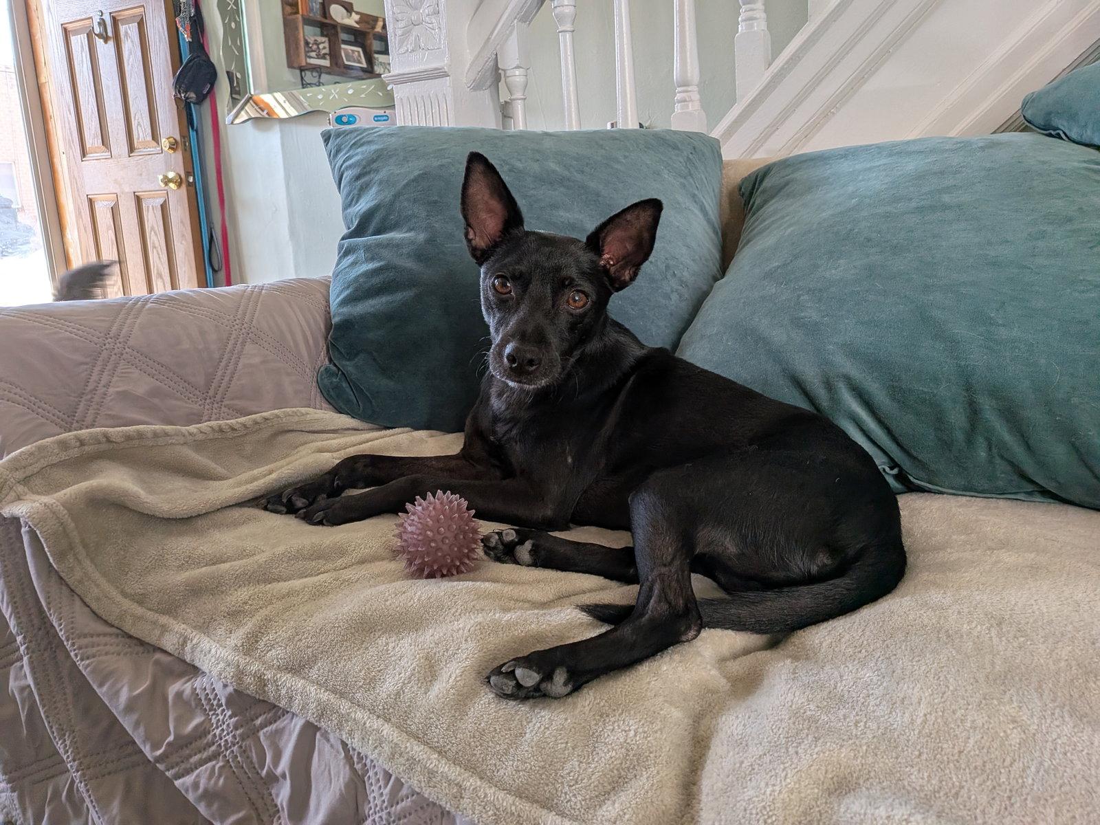 Enlarge Nox, a Adopted mixed breed in Blackwood, NJ image 2/3