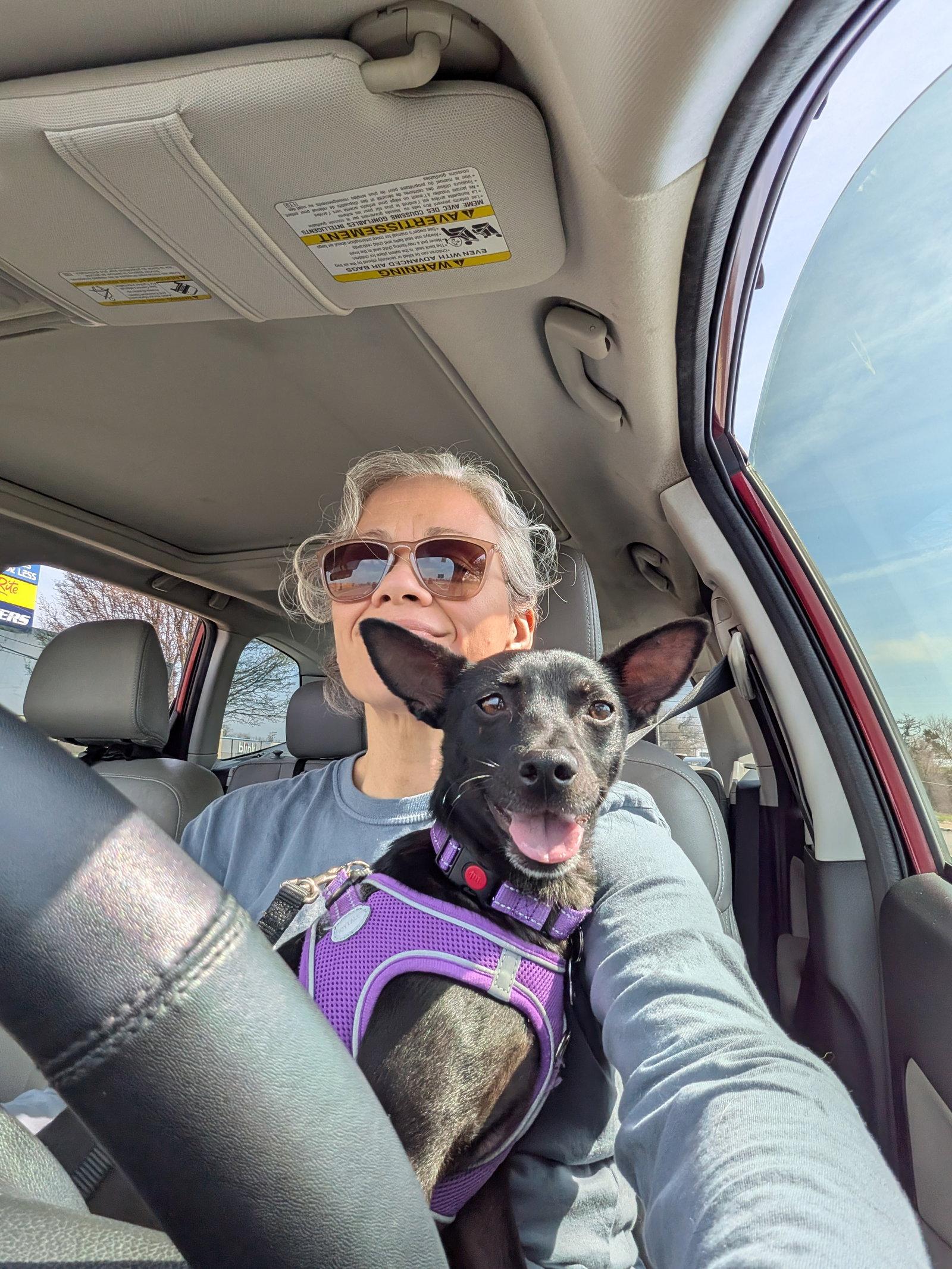 Enlarge Nox, a Adopted mixed breed in Blackwood, NJ image 3/3