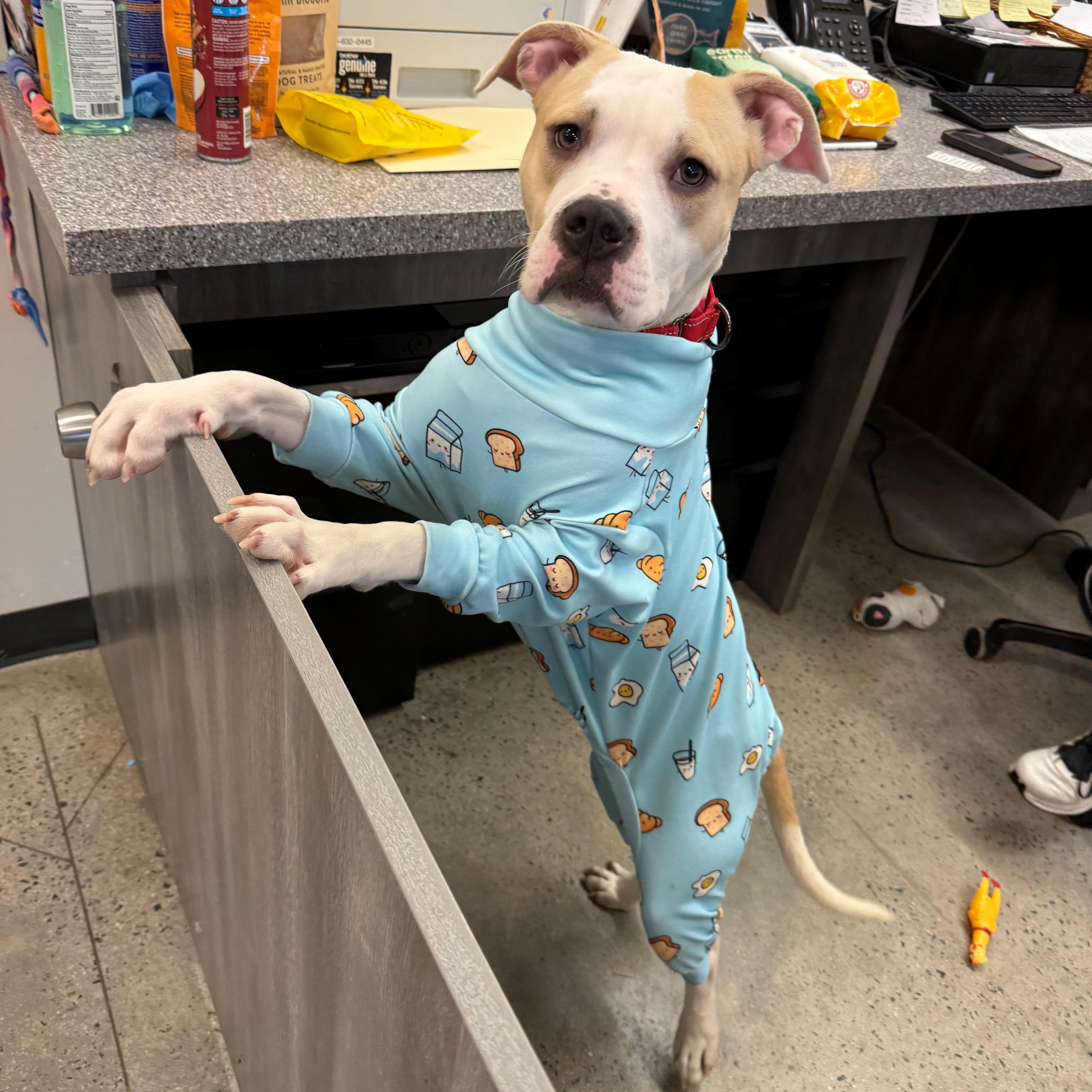 Enlarge Holly, an adopted mixed breed in New Rochelle, NY image 1/6