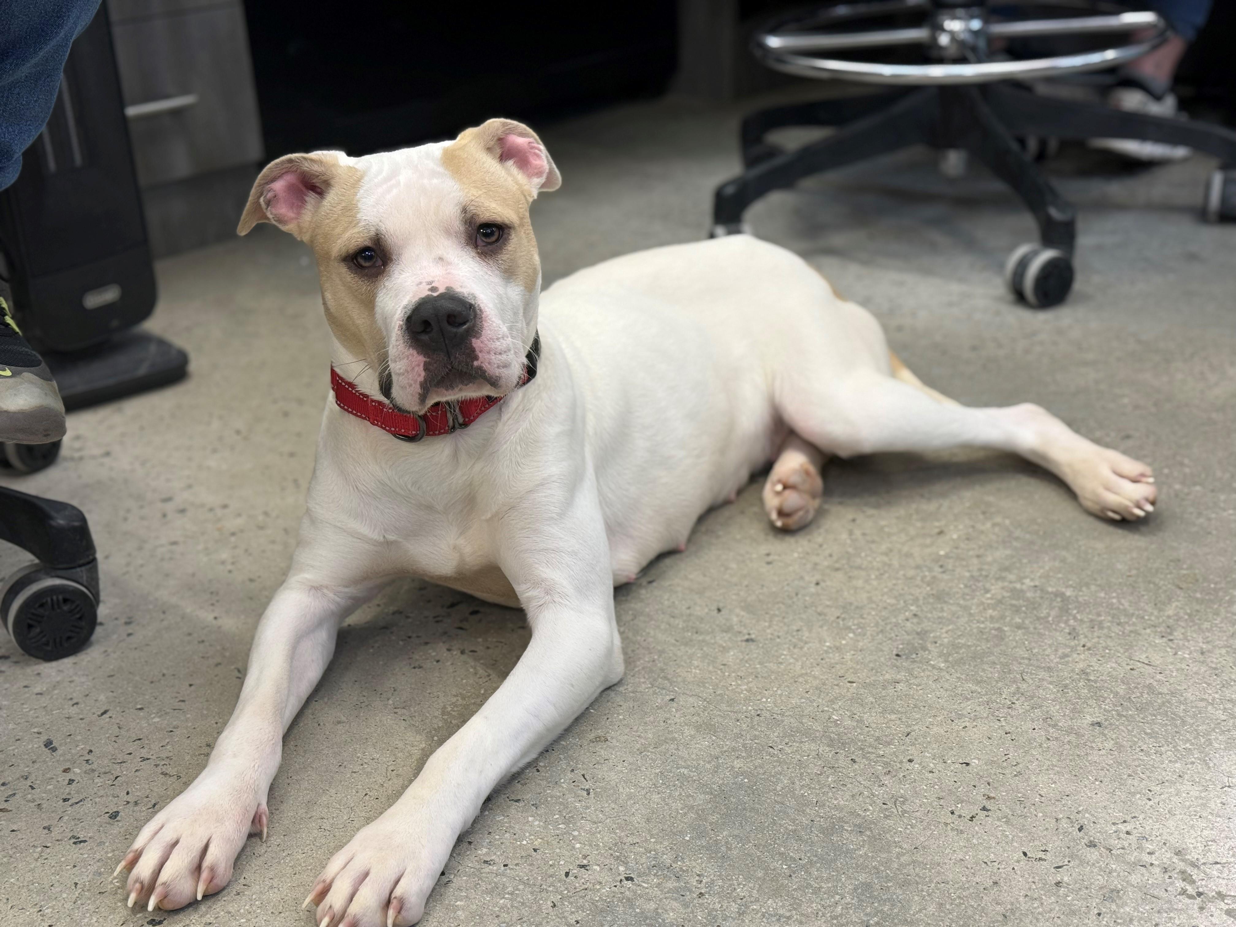 Enlarge Holly, an adopted mixed breed in New Rochelle, NY image 6/6