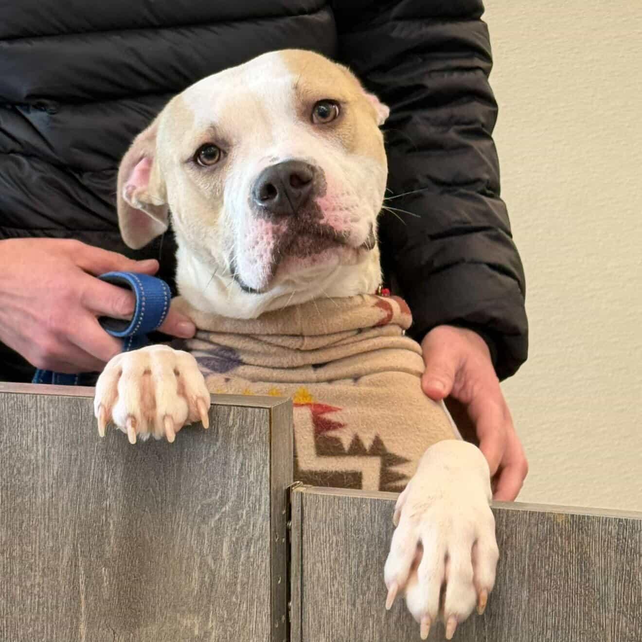 Enlarge Holly, an adopted mixed breed in New Rochelle, NY image 4/6