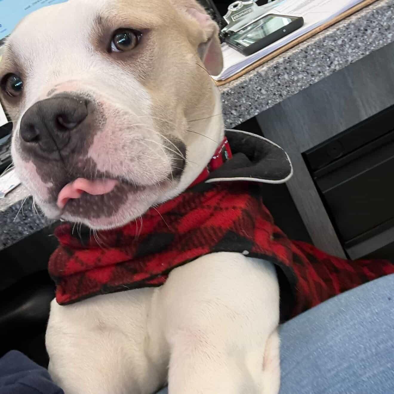 Enlarge Holly, an adopted mixed breed in New Rochelle, NY image 2/6