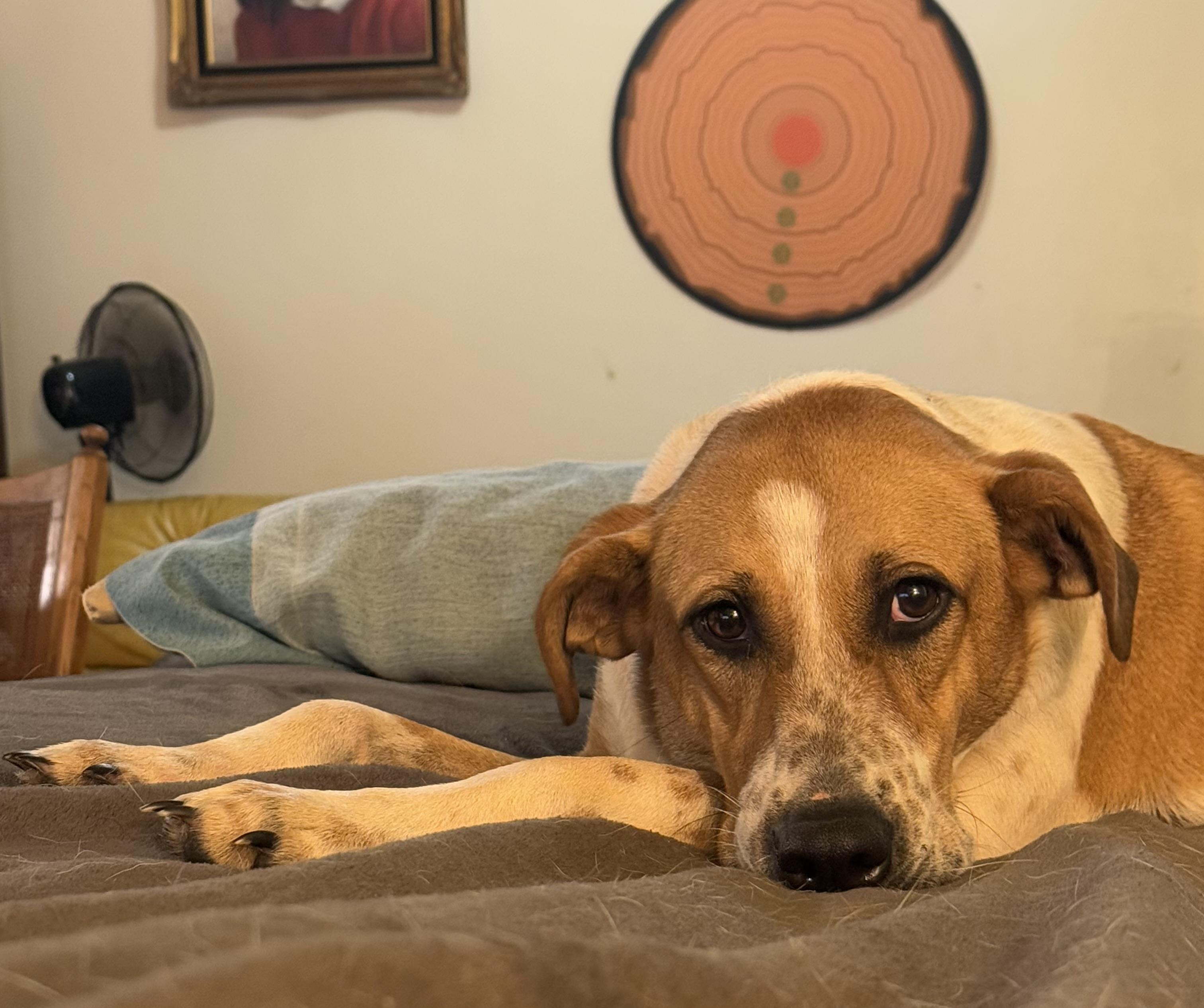 Rose, a Adoptable mixed breed in Leesville, LA image 3/6