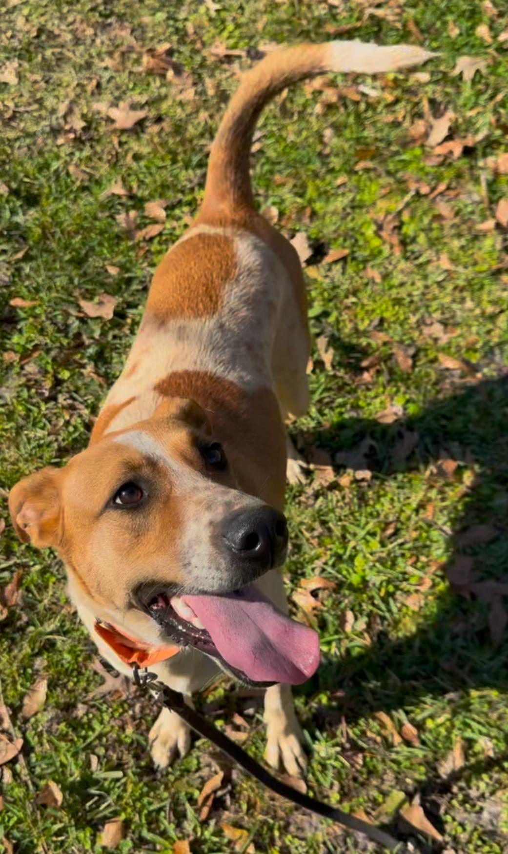 Rose, a Adoptable mixed breed in Leesville, LA image 1/6