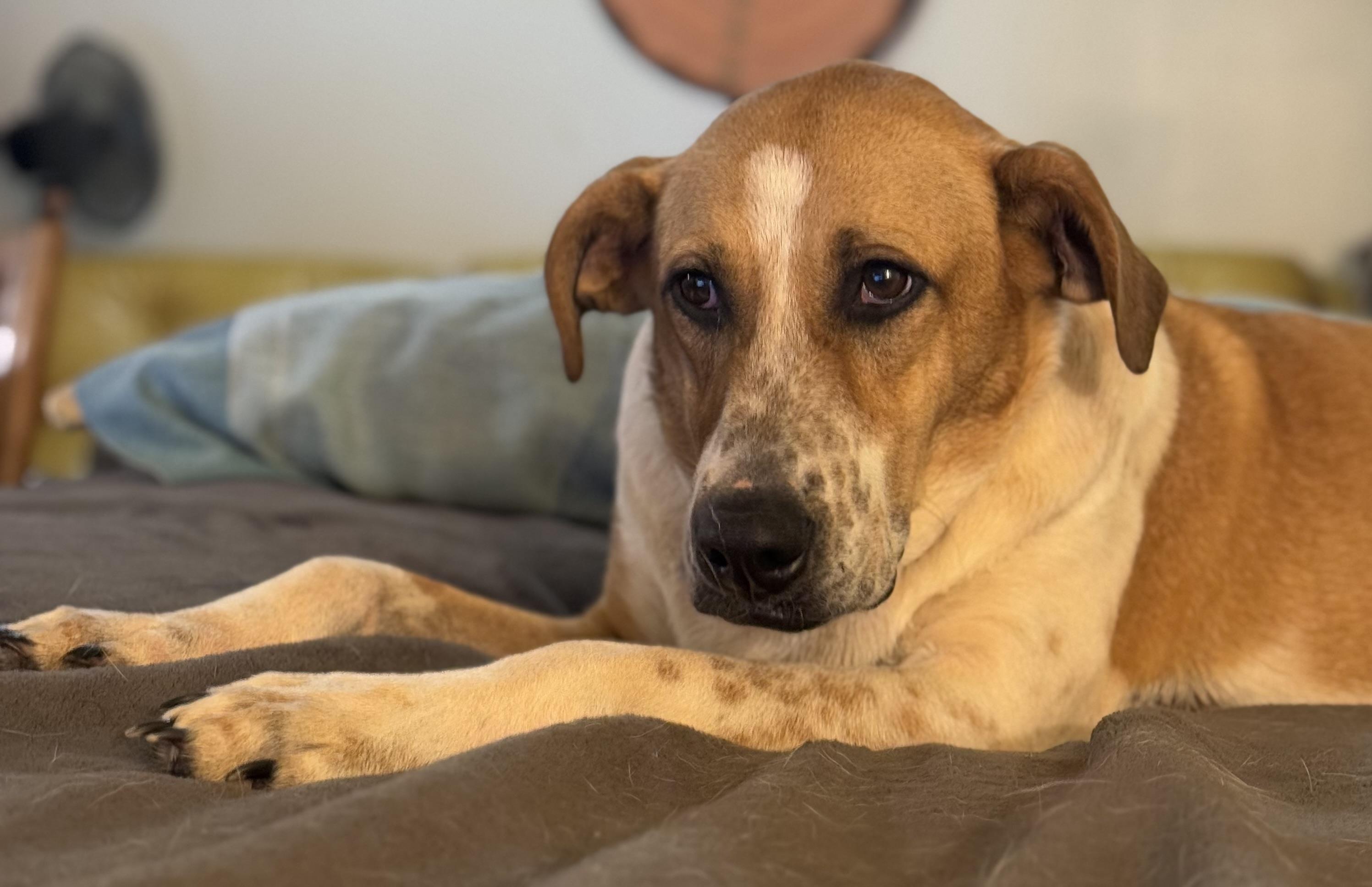 Rose, a Adoptable mixed breed in Leesville, LA image 5/6