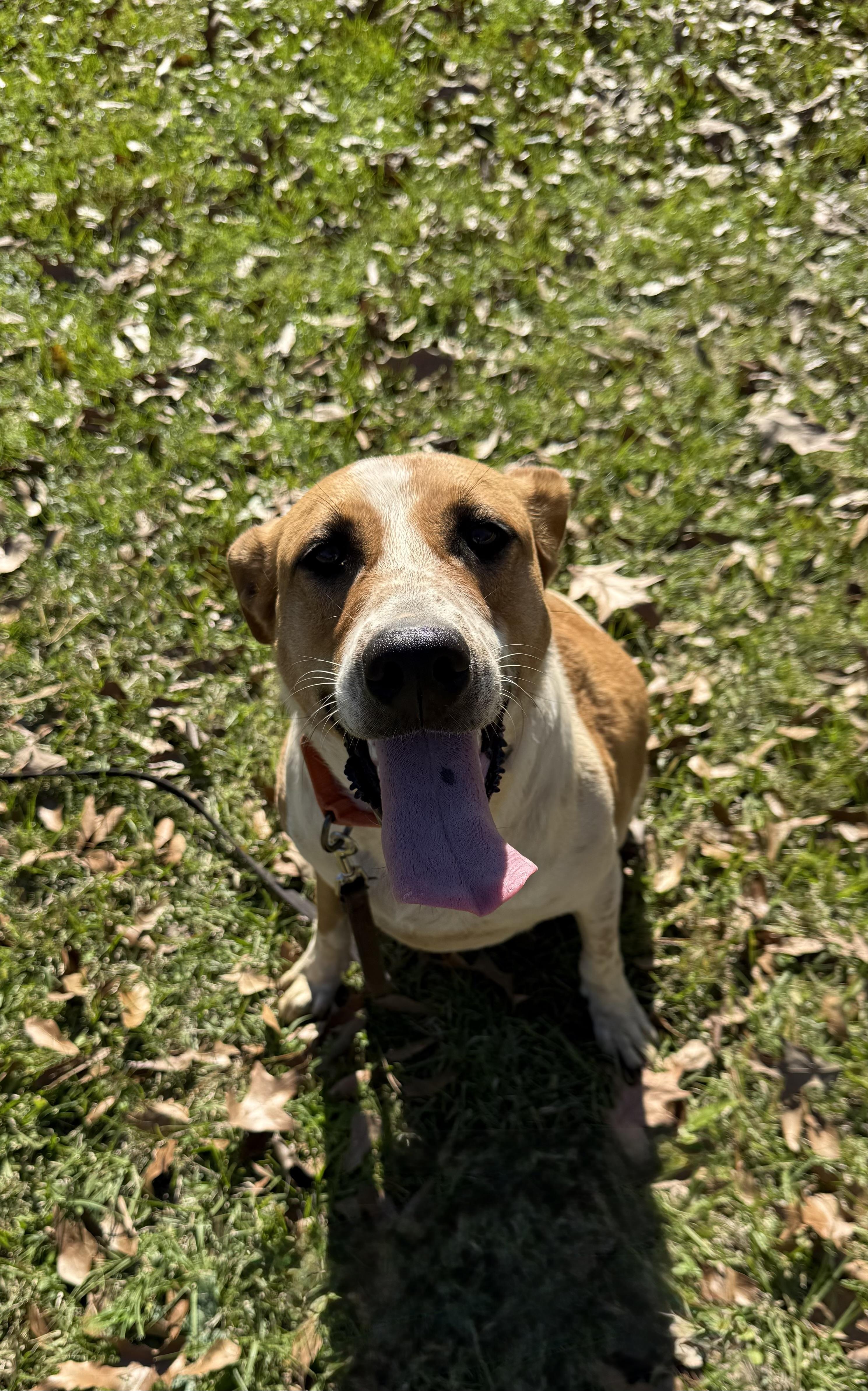 Rose, a Adoptable mixed breed in Leesville, LA image 4/6