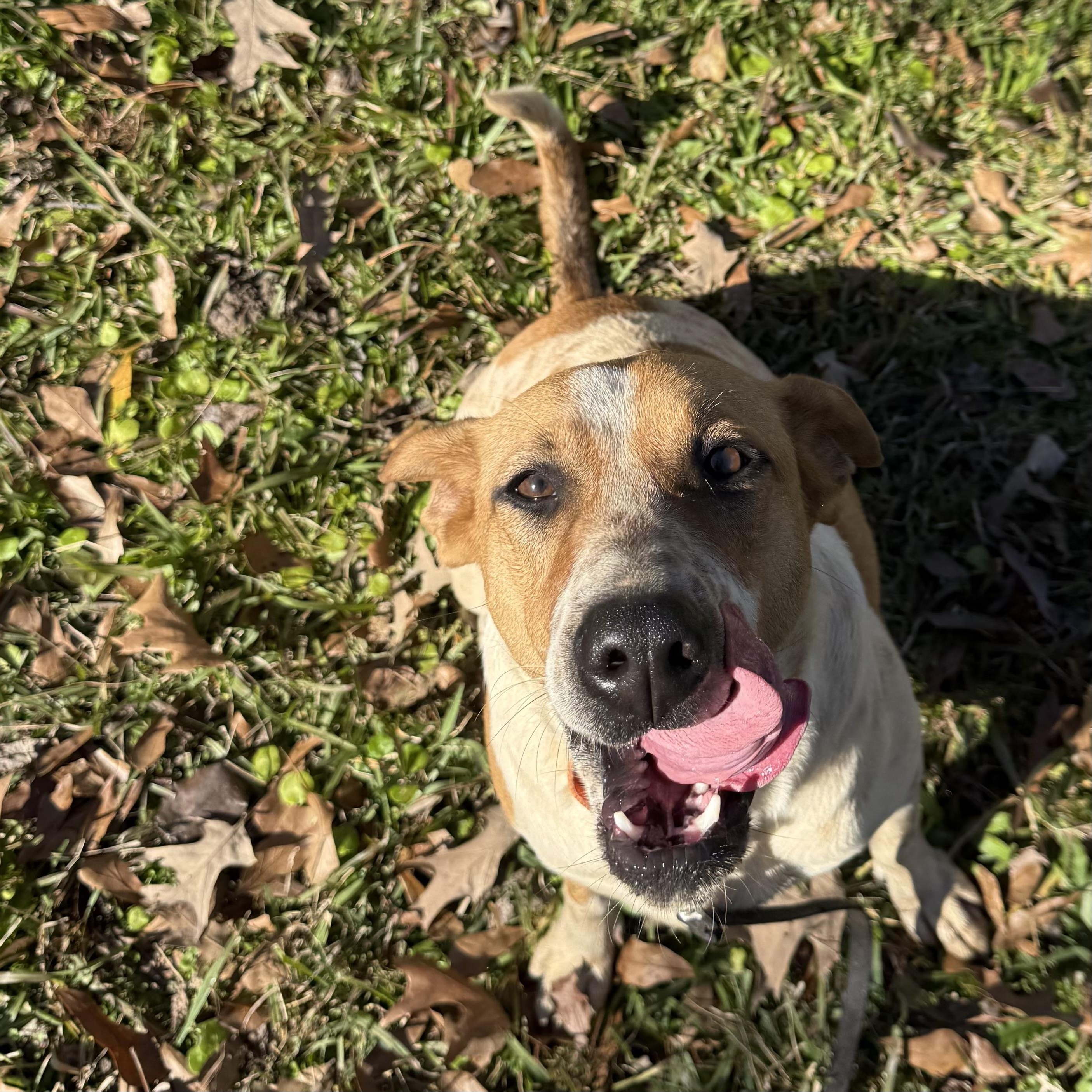 Rose, a Adoptable mixed breed in Leesville, LA image 6/6