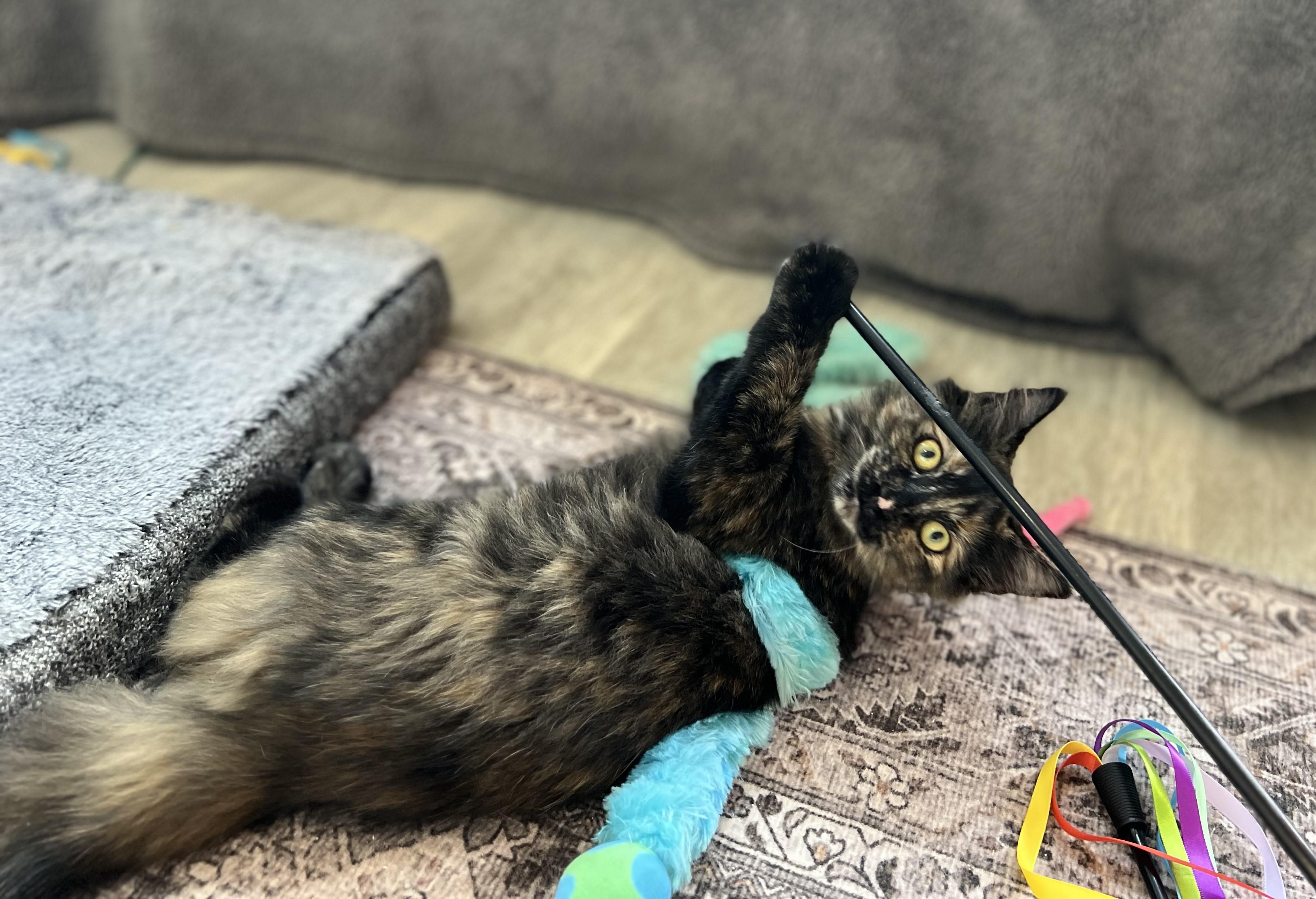 Enlarge Oodles, a Adoptable mixed breed in Lombard, IL image 3/6