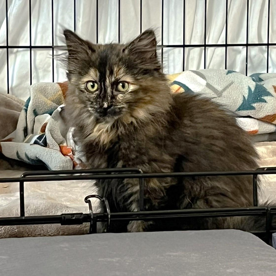 Oodles, ADOPTABLE, Kitten Female Tortoiseshell & Domestic Long Hair.