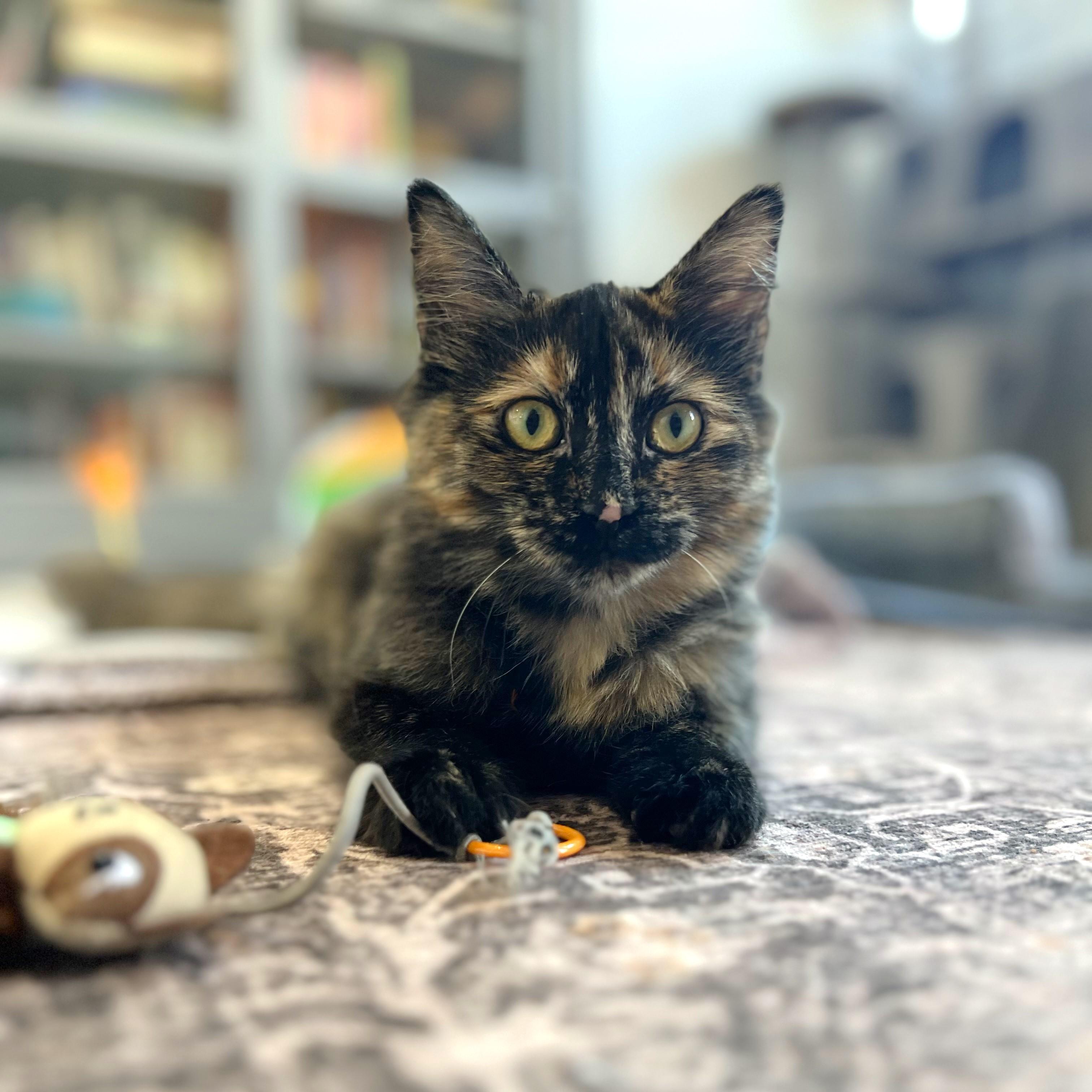 Enlarge Oodles, a Adoptable mixed breed in Lombard, IL image 2/6