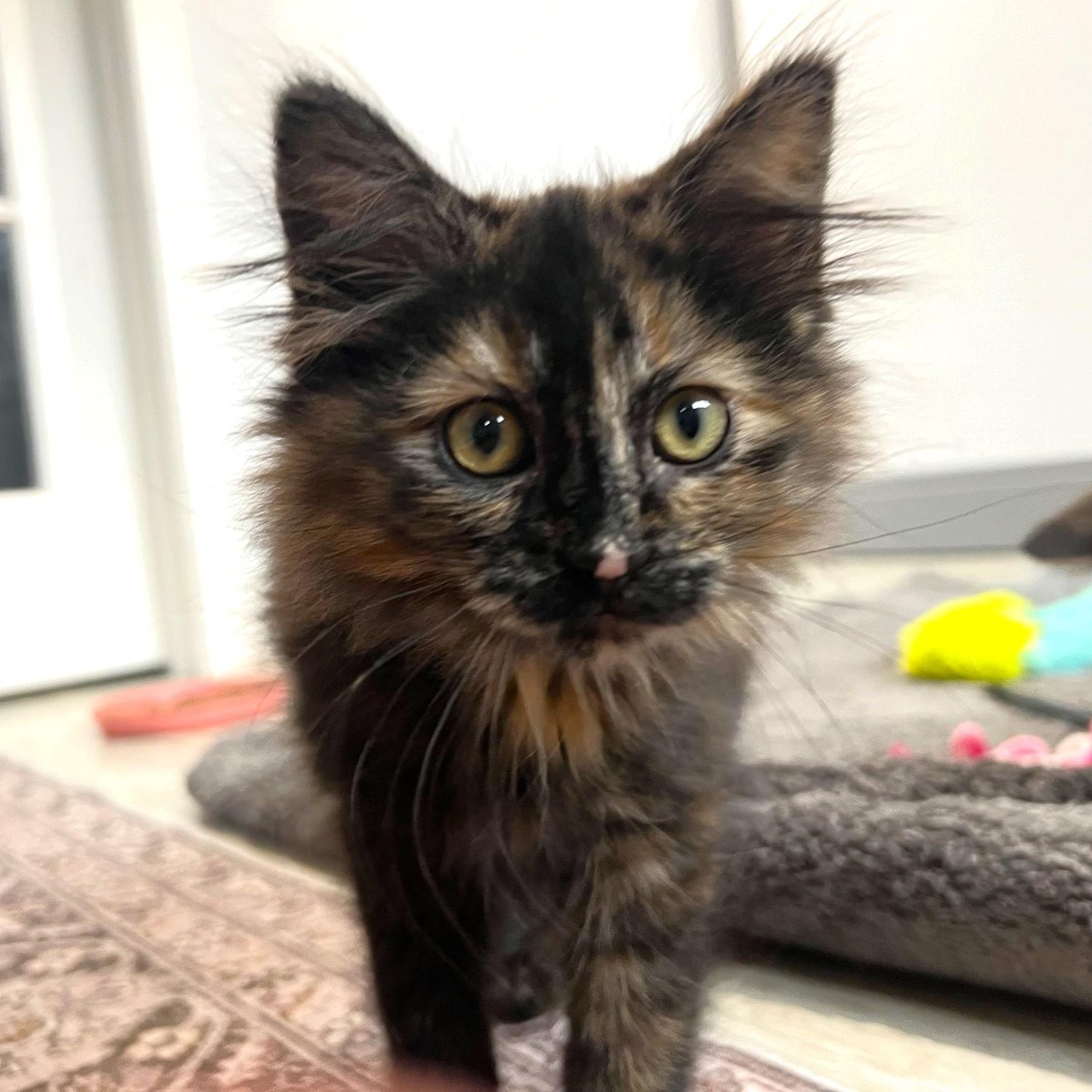 Oodles, a ADOPTABLE mixed breed in Lombard, IL image 2/5