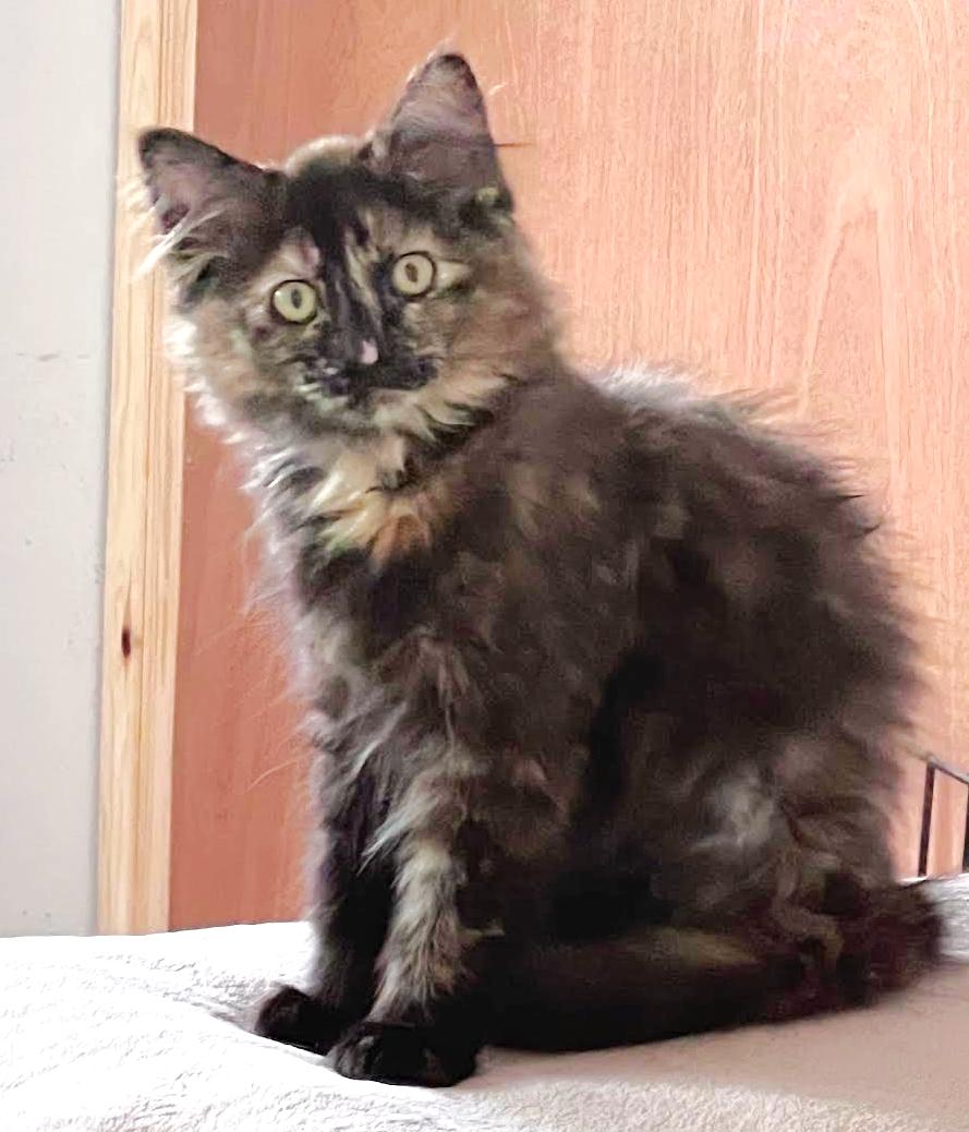 Oodles, a ADOPTABLE mixed breed in Lombard, IL image 3/5