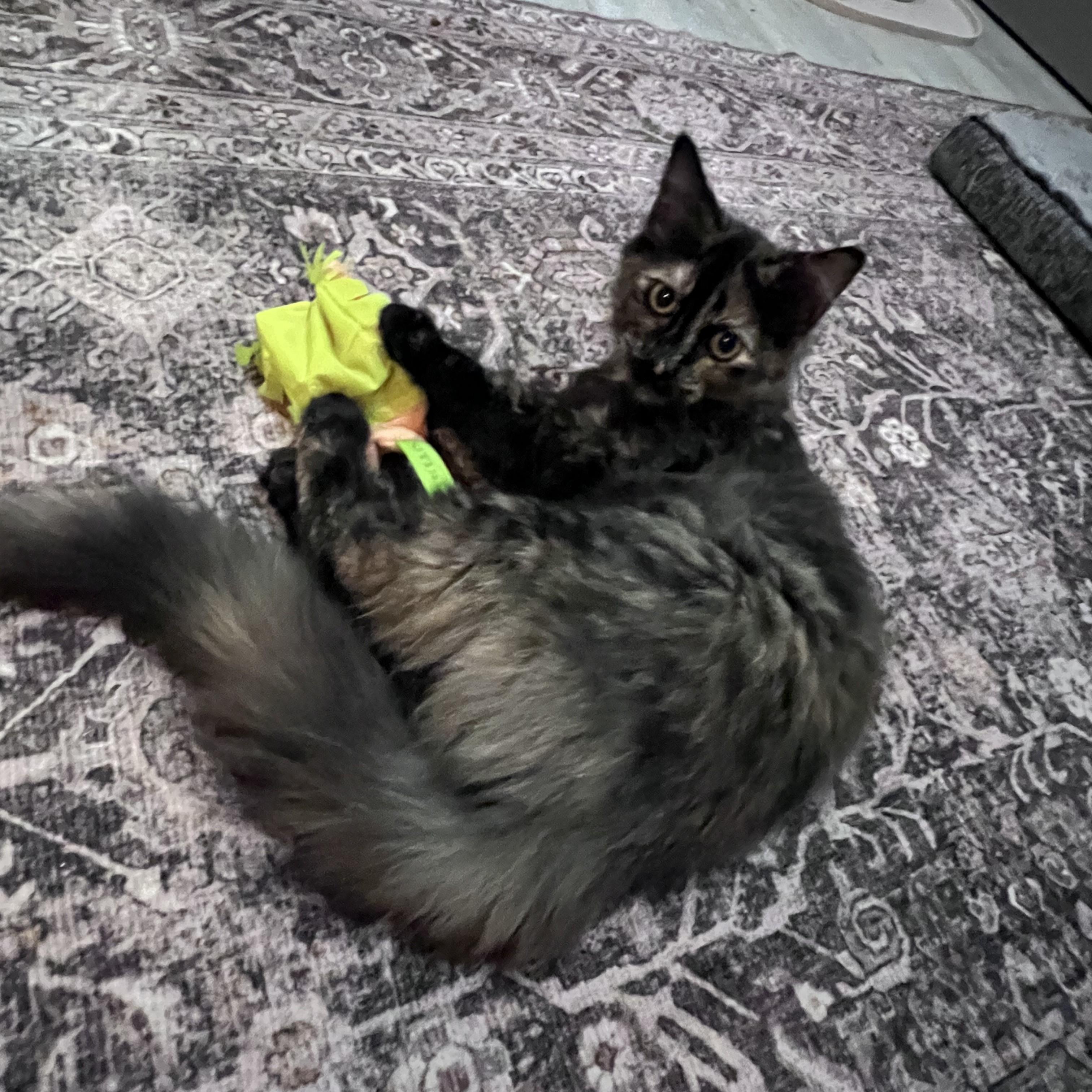 Enlarge Oodles, a Adoptable mixed breed in Lombard, IL image 4/6