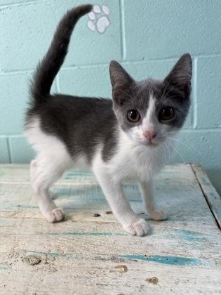 Umbreon, Adoptable, Young Female Domestic Short Hair.