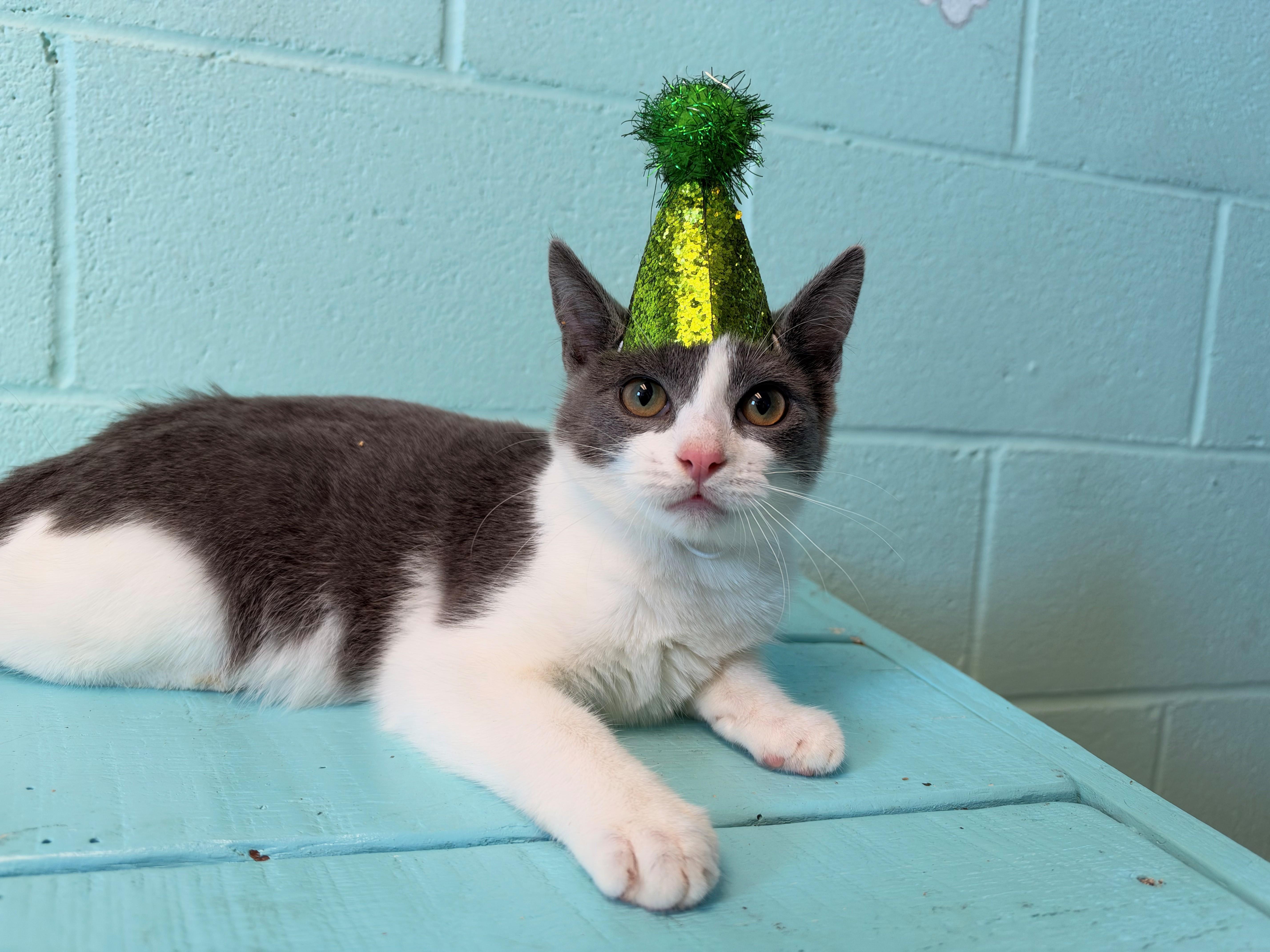 Enlarge Umbreon, a Adoptable Domestic Short Hair in Havelock, NC image 1/2