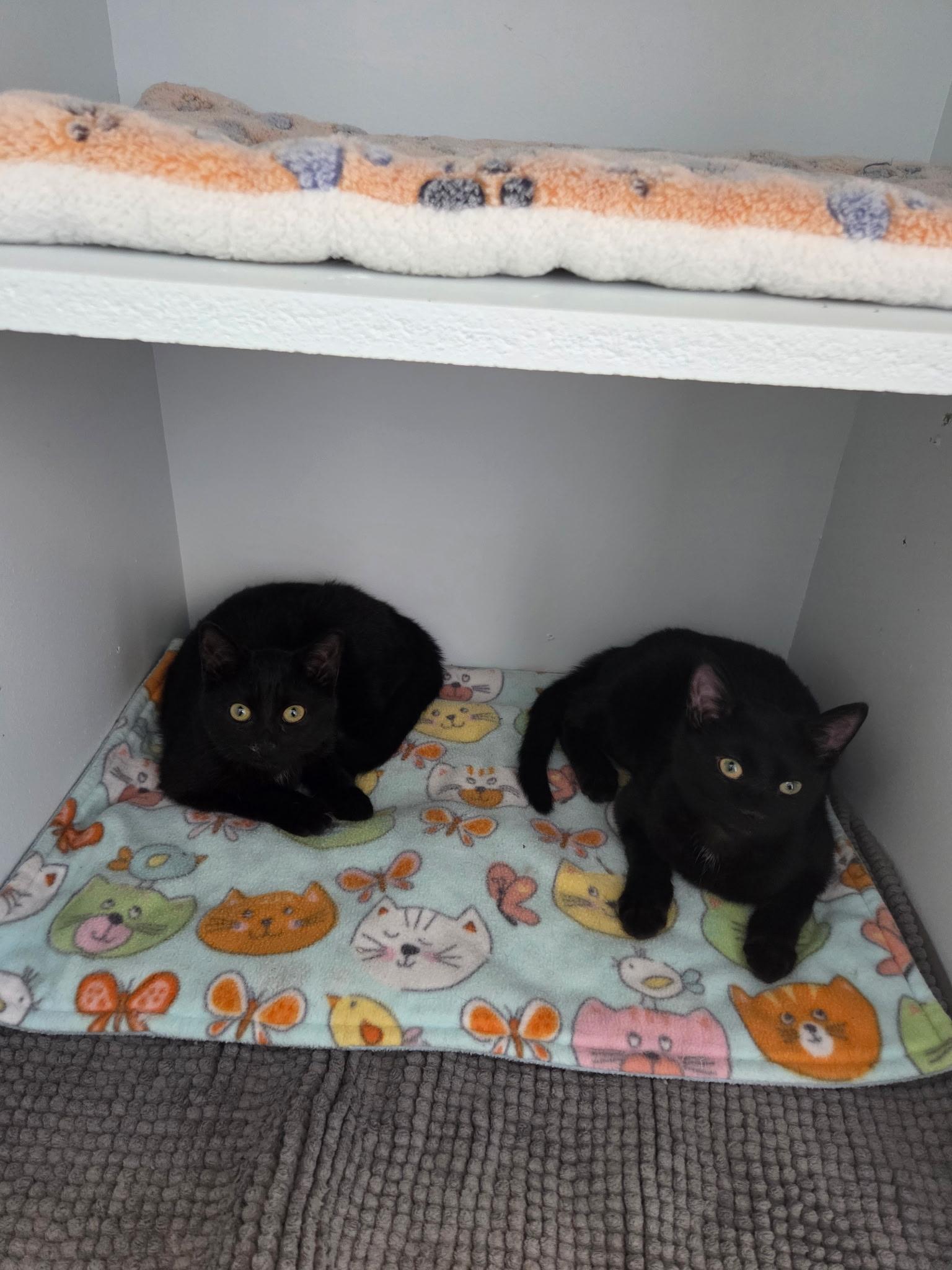 Enlarge Kittens, a Adoptable Domestic Short Hair in Grosse Ile, MI image 1/1