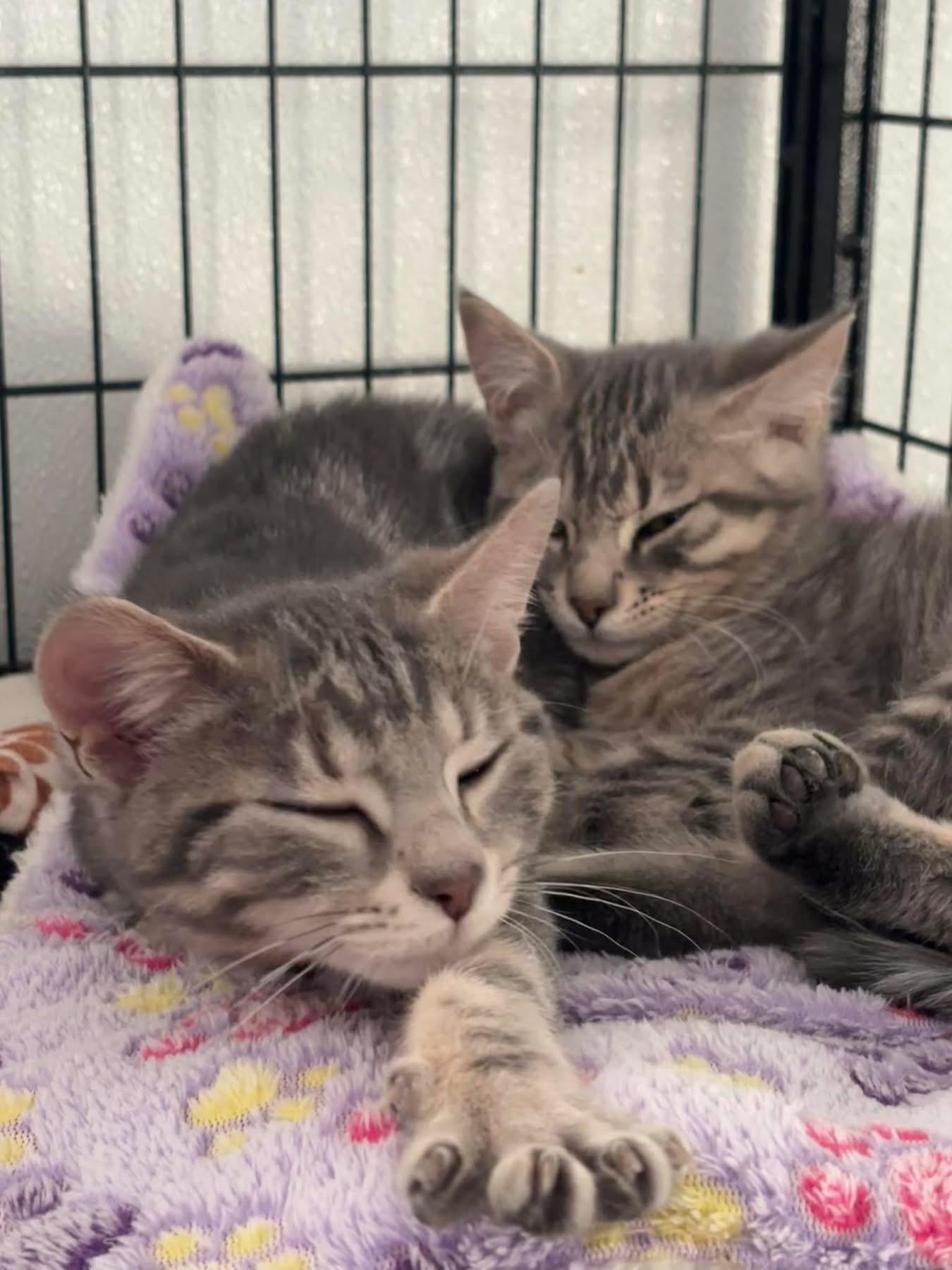 Kittens, Adoptable, Kitten Female Domestic Short Hair.