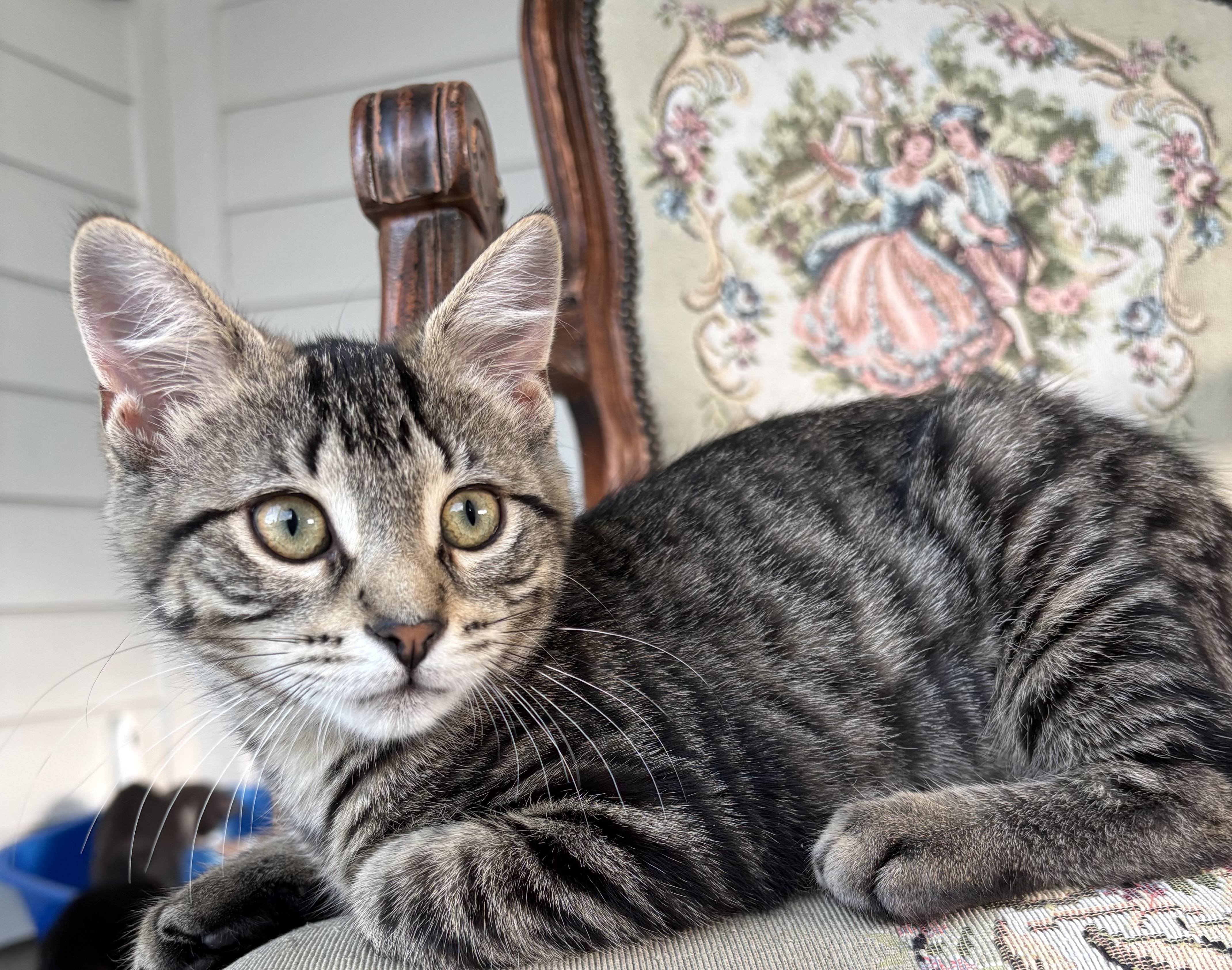 Kittens, Adoptable, Kitten Female Domestic Short Hair.