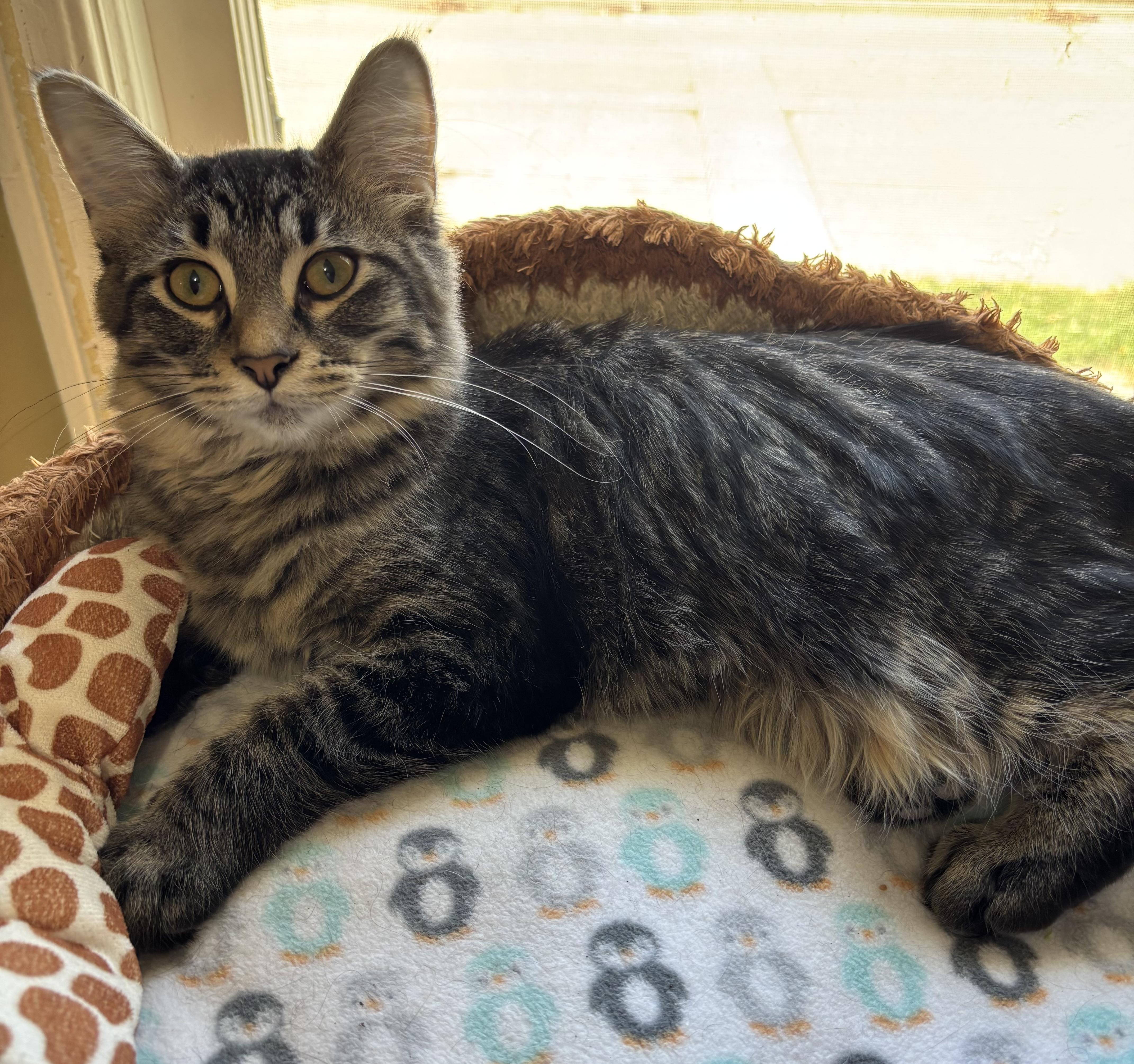 Enlarge Kittens, a Adoptable Domestic Short Hair in Grosse Ile, MI image 2/2