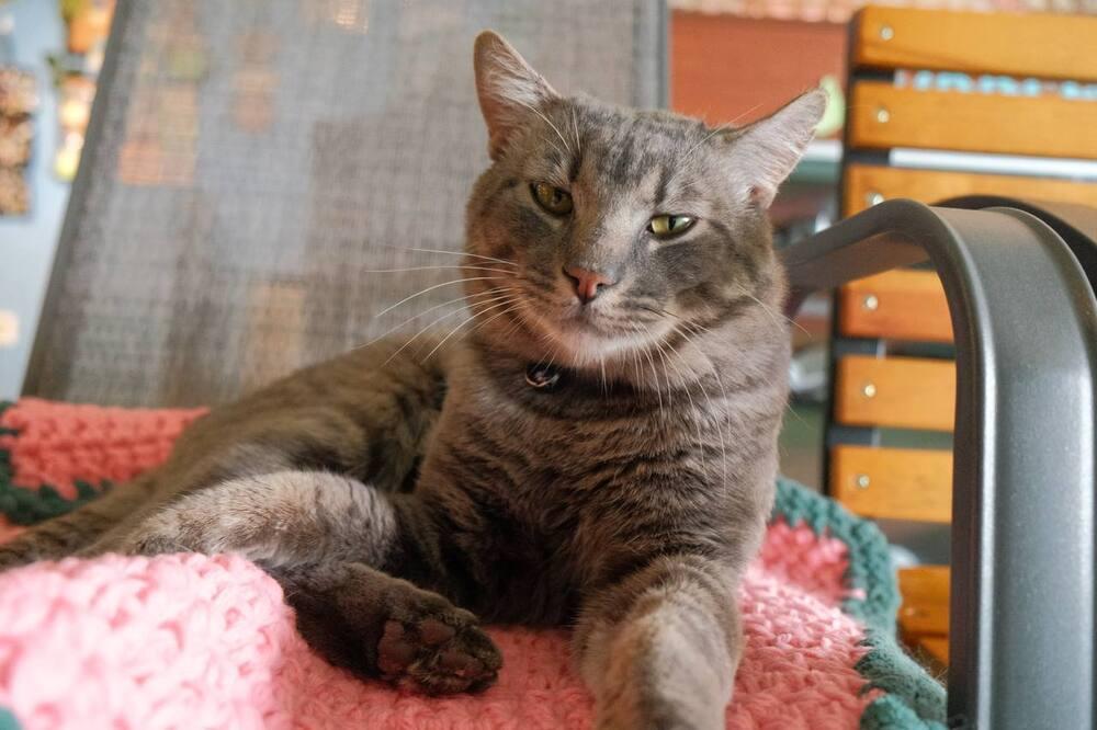 Tiger, Adoptable, Adult Male Domestic Short Hair.