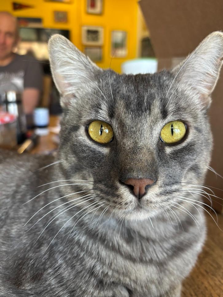 Tiger, a Adoptable mixed breed in Lafayette, CO image 2/6
