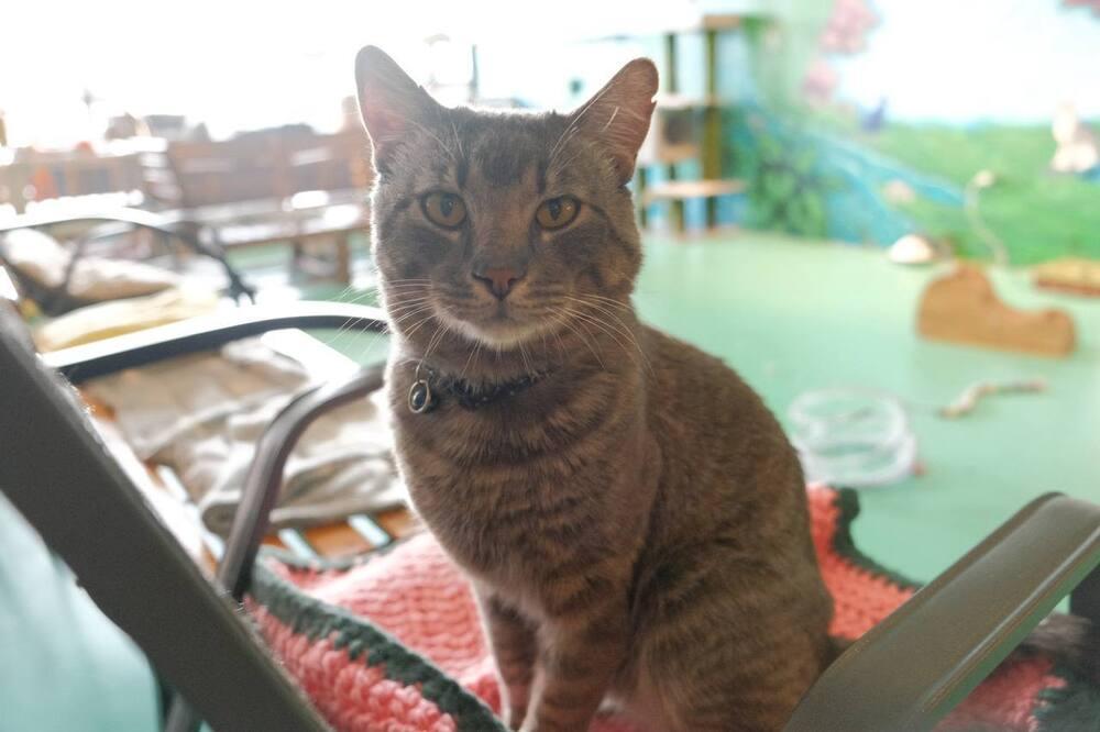 Enlarge Tiger, a Adoptable mixed breed in Lafayette, CO image 2/6