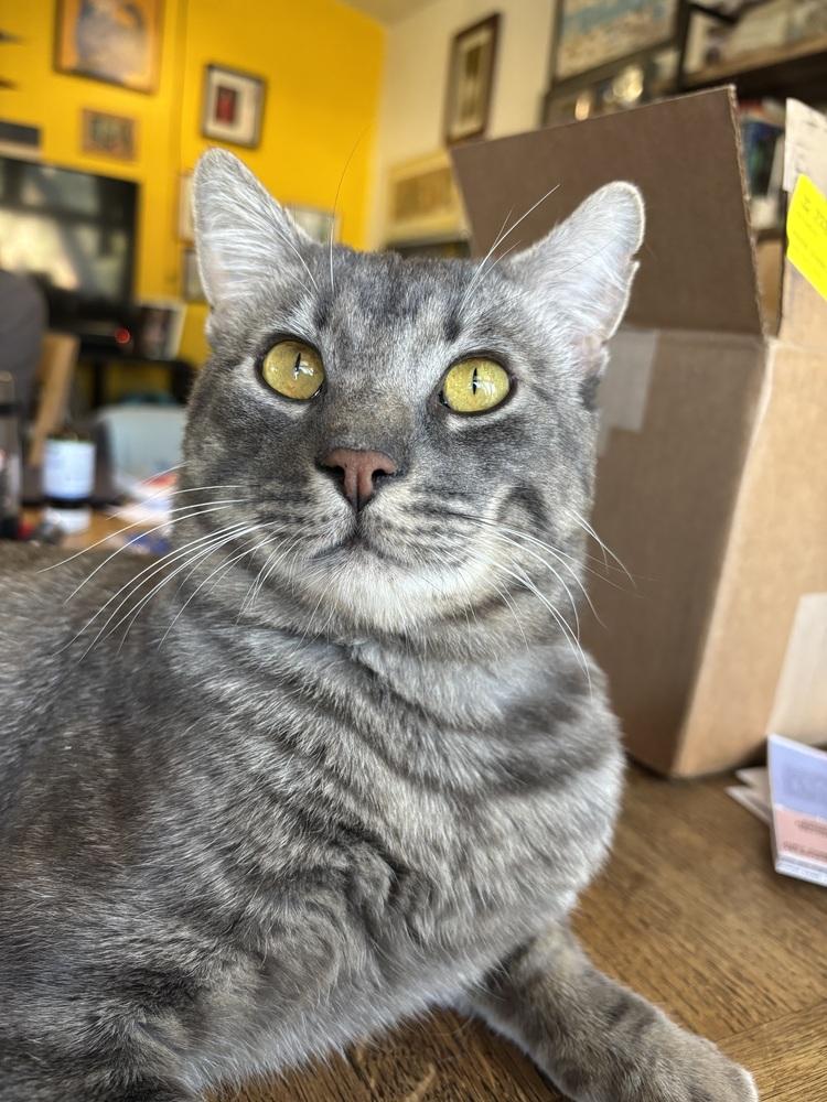 Enlarge Tiger, a Adoptable mixed breed in Lafayette, CO image 4/6