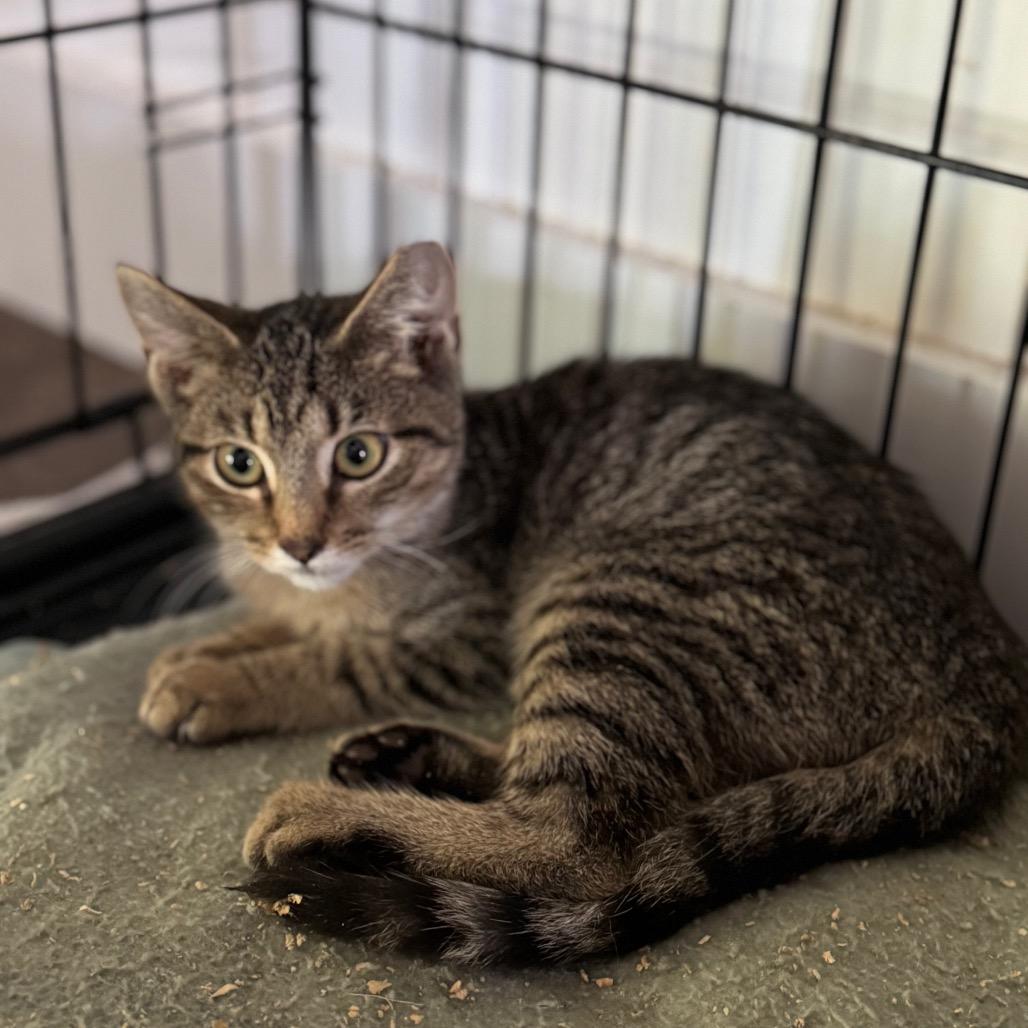 Enlarge Butter, a Adoptable Domestic Short Hair in Pittsburgh, PA image 1/1