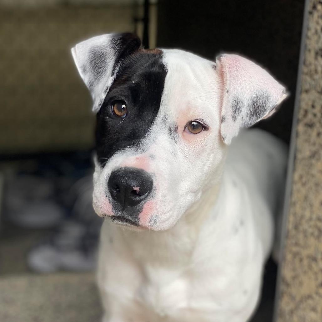 Enlarge RACHEL, an adopted mixed breed in Cranston, RI image 1/1