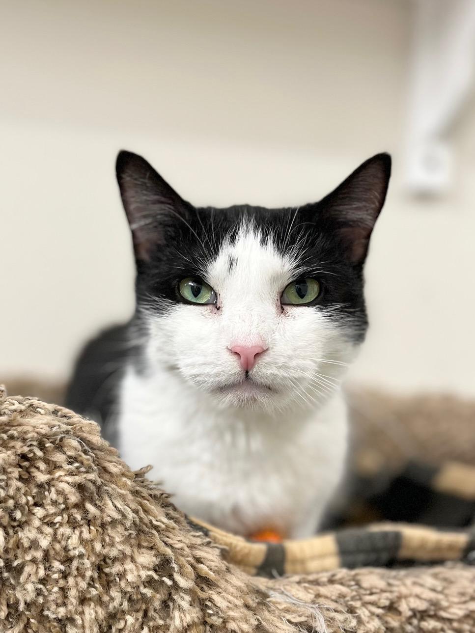 Enlarge Bea, a ADOPTABLE Domestic Short Hair in Boise, ID image 1/1