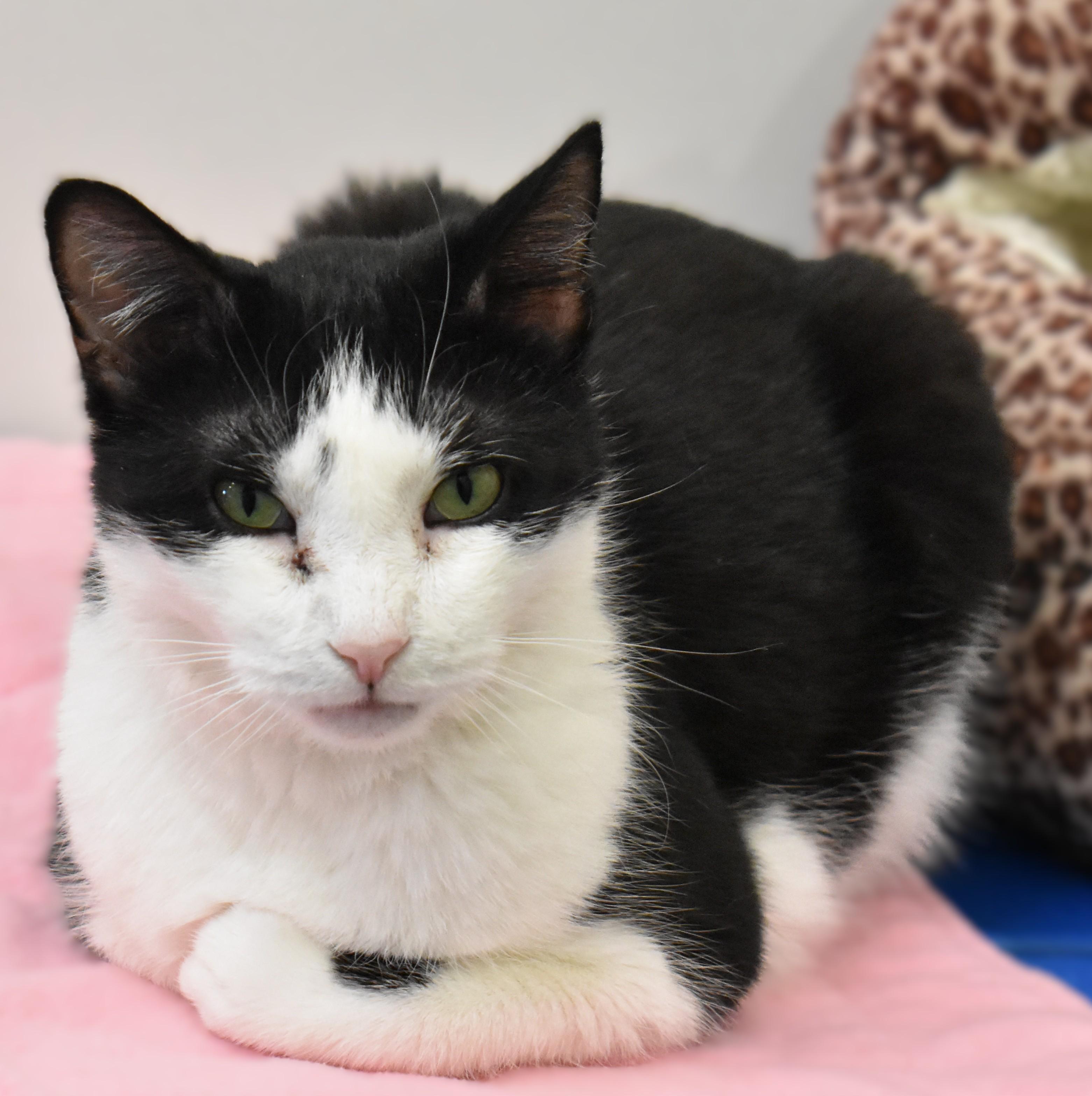 Enlarge Bea, a ADOPTABLE Domestic Short Hair in Boise, ID image 3/3