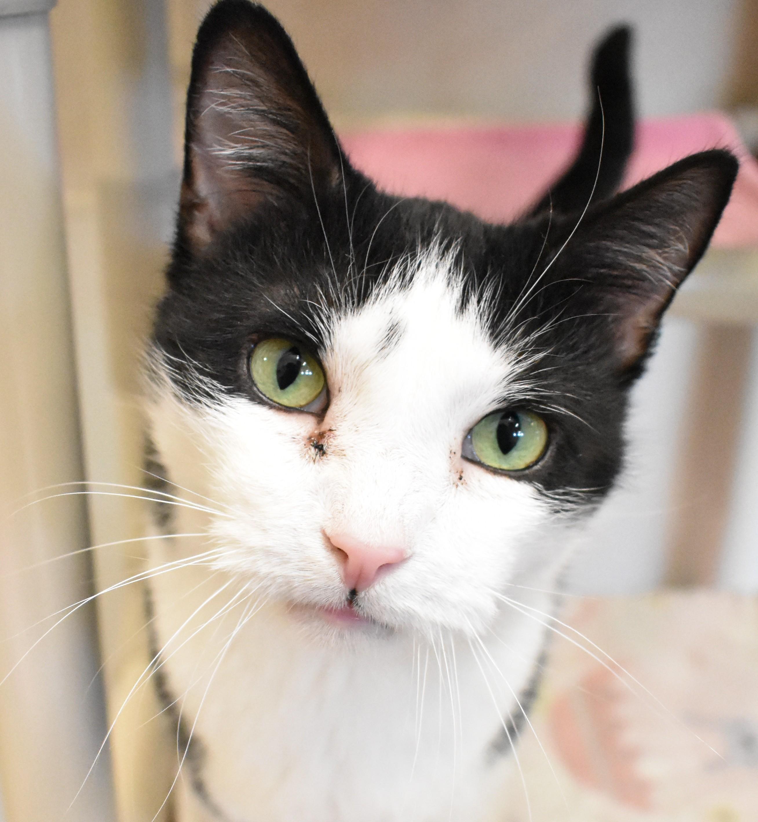 Enlarge Bea, a ADOPTABLE Domestic Short Hair in Boise, ID image 1/3