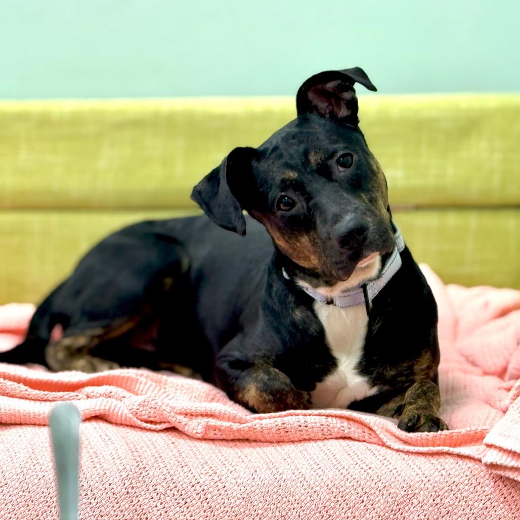 Enlarge Pippin, a Adoptable Mixed Breed in Washington Township, OH image 1/6