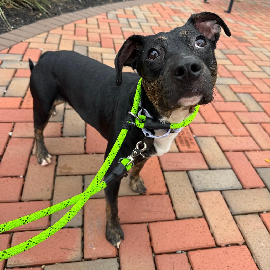 Enlarge Pippin, a Adoptable Mixed Breed in Washington Township, OH image 2/6
