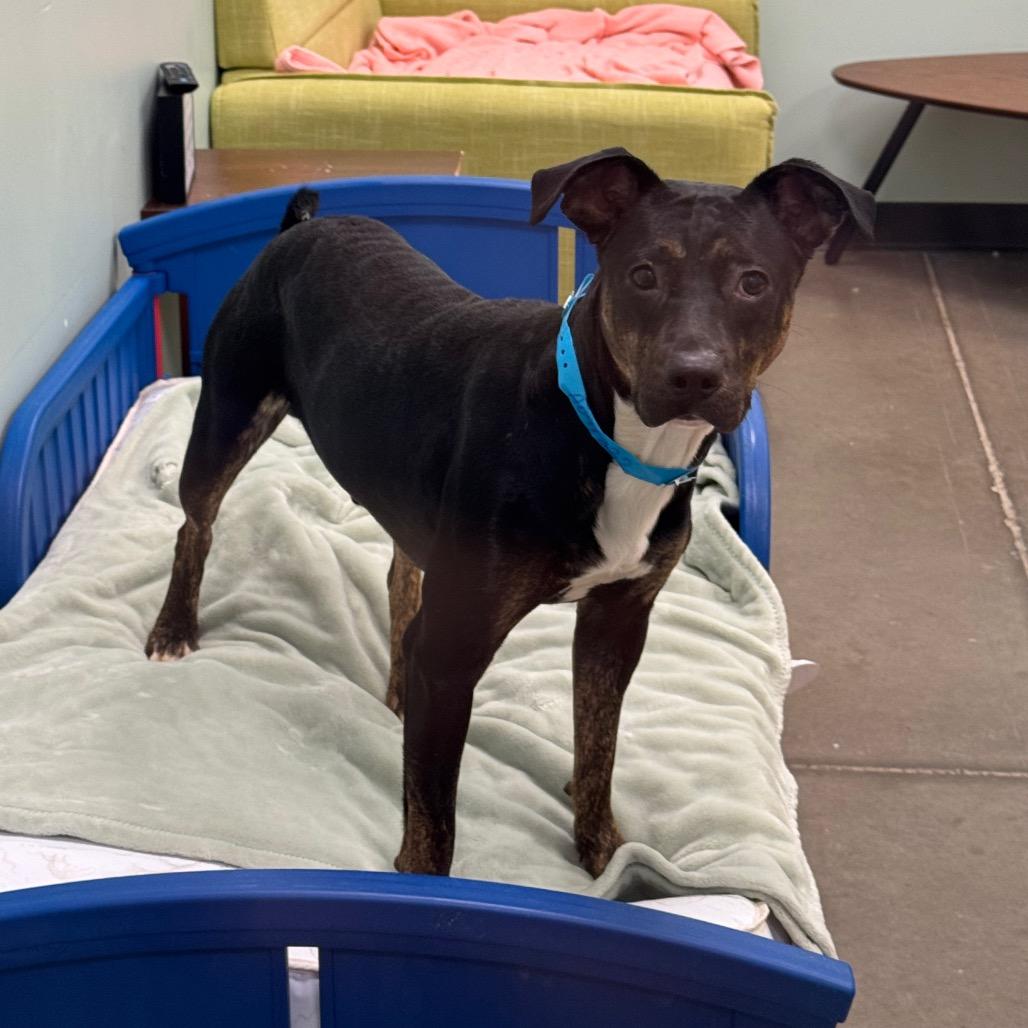 Enlarge Pippin, a Adoptable Mixed Breed in Washington Township, OH image 4/6