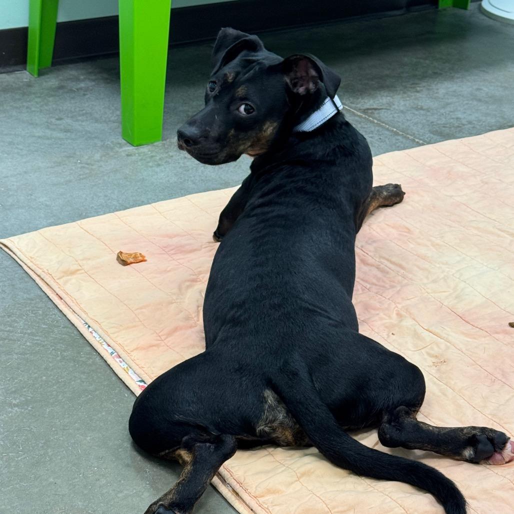Enlarge Pippin, a Adoptable Mixed Breed in Washington Township, OH image 5/6