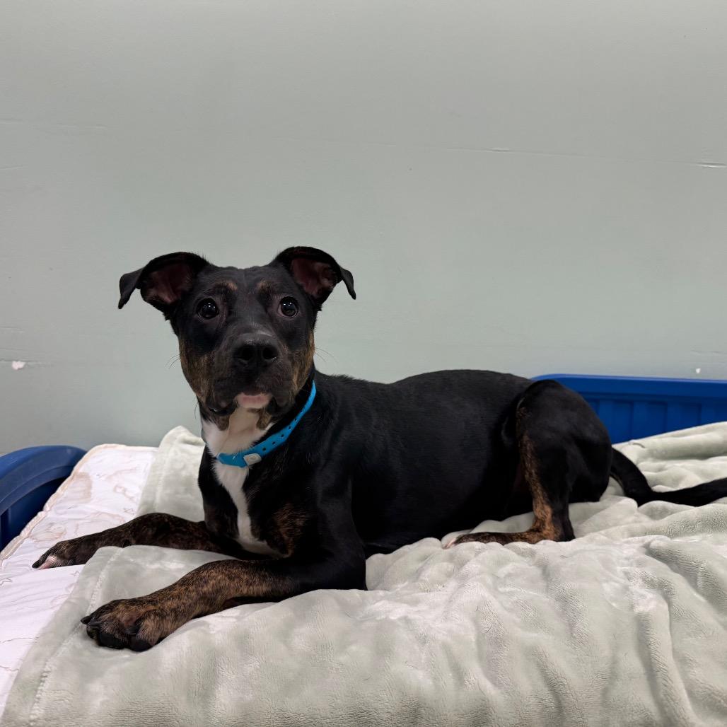 Enlarge Pippin, a Adoptable Mixed Breed in Washington Township, OH image 6/6