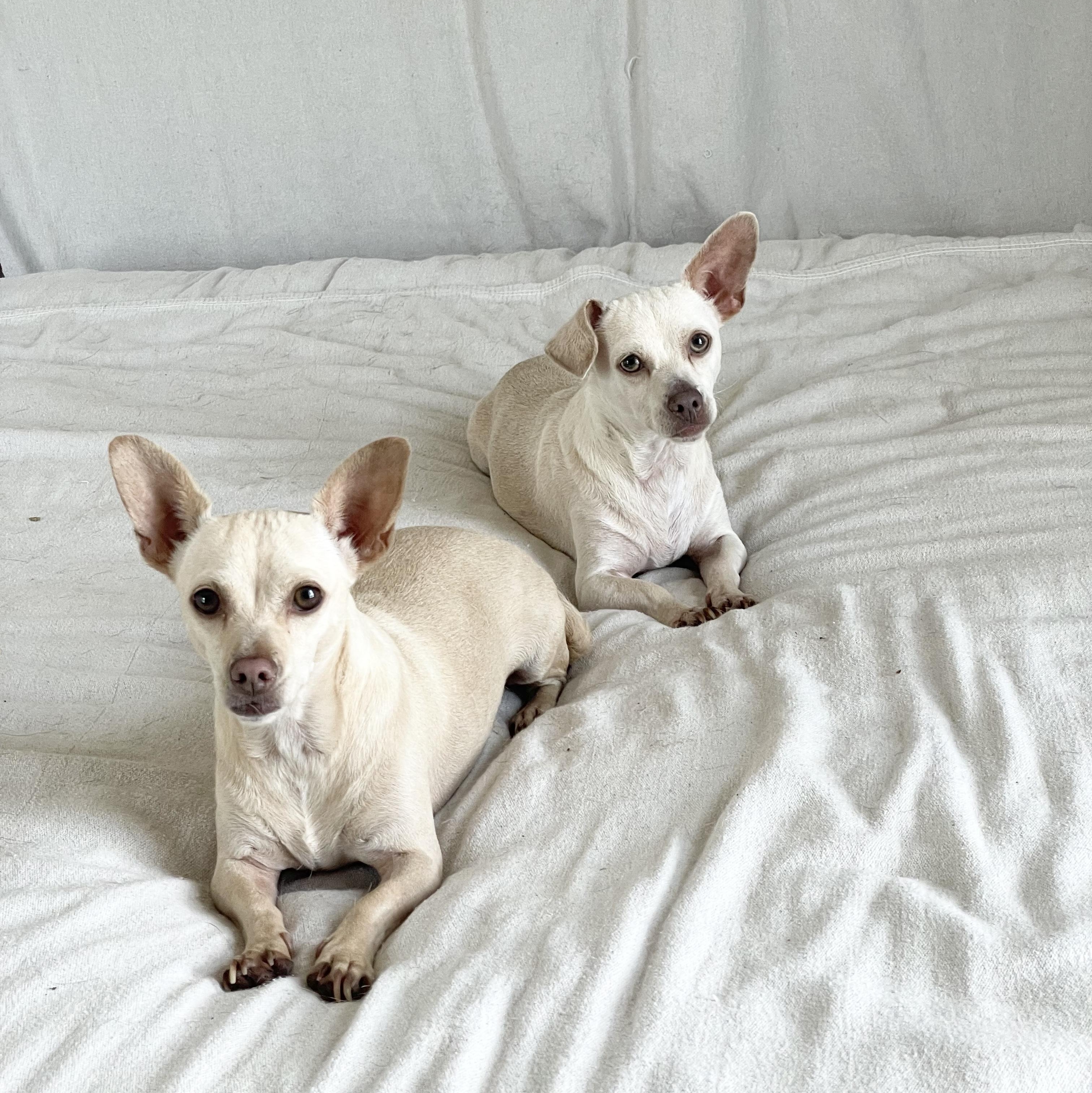 Enlarge Adorable Arroz and Frijoles, a ADOPTABLE mixed breed in West Hartford , CT image 2/5