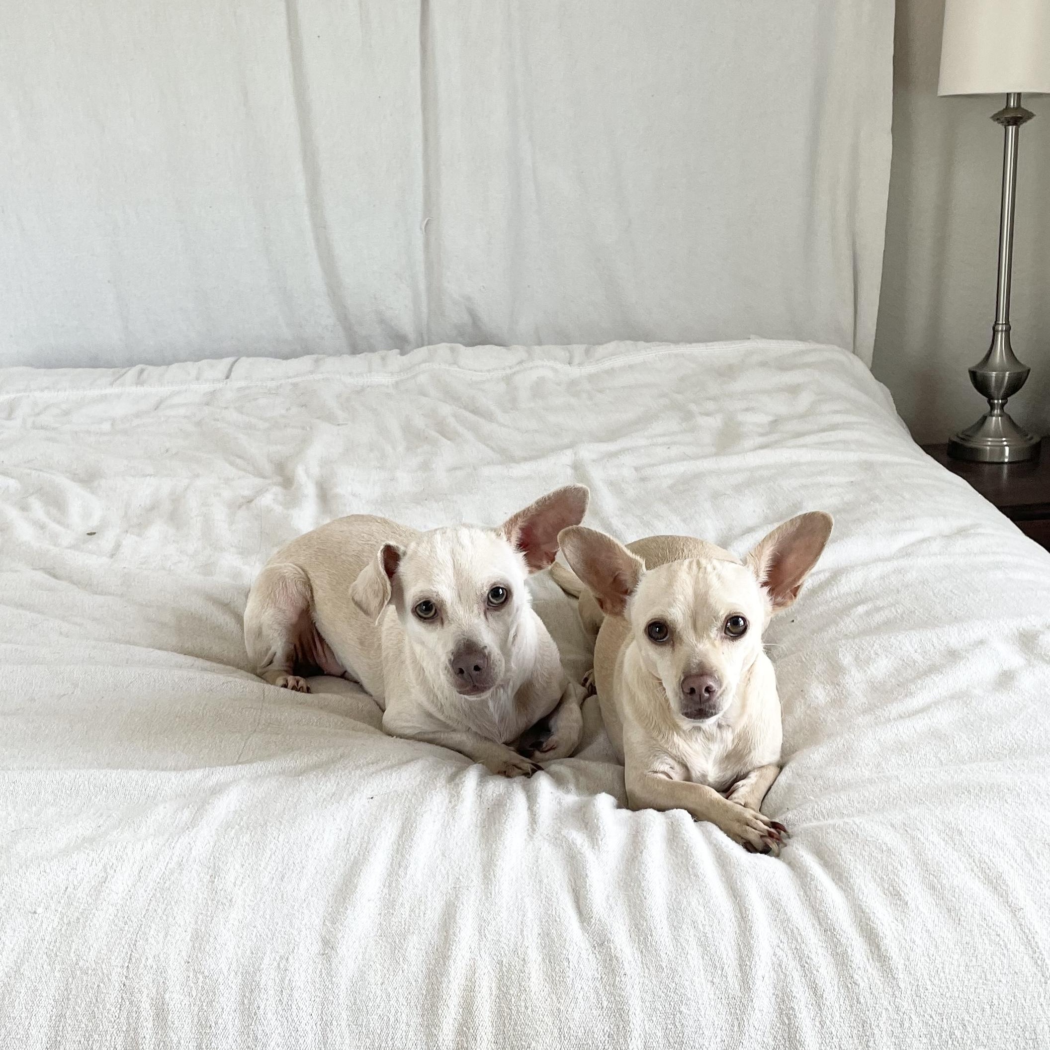 Enlarge Adorable Arroz and Frijoles, a ADOPTABLE mixed breed in West Hartford , CT image 4/5