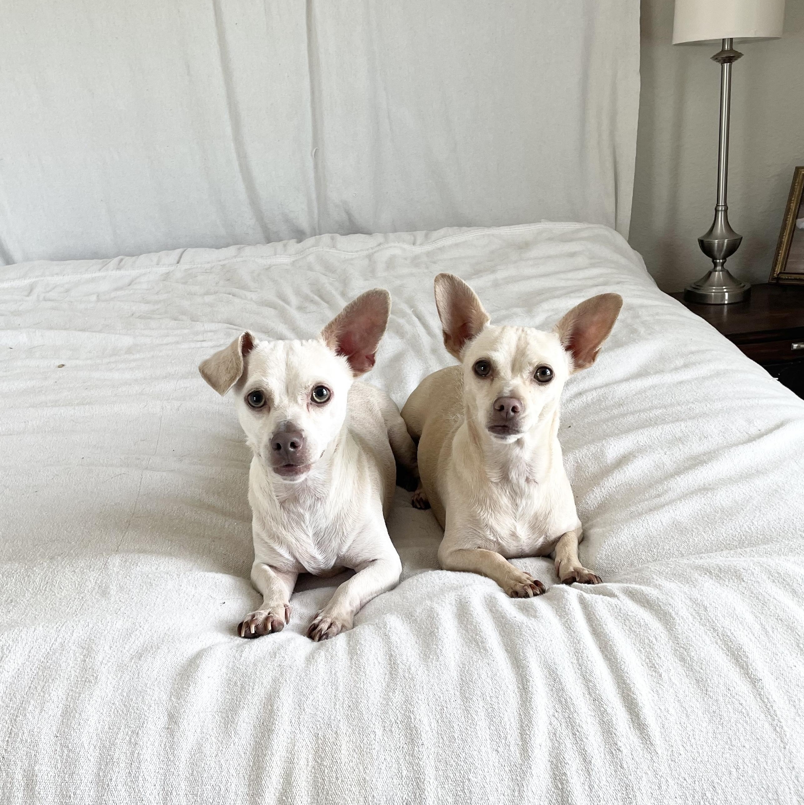 Enlarge Adorable Arroz and Frijoles, a ADOPTABLE mixed breed in West Hartford , CT image 3/5