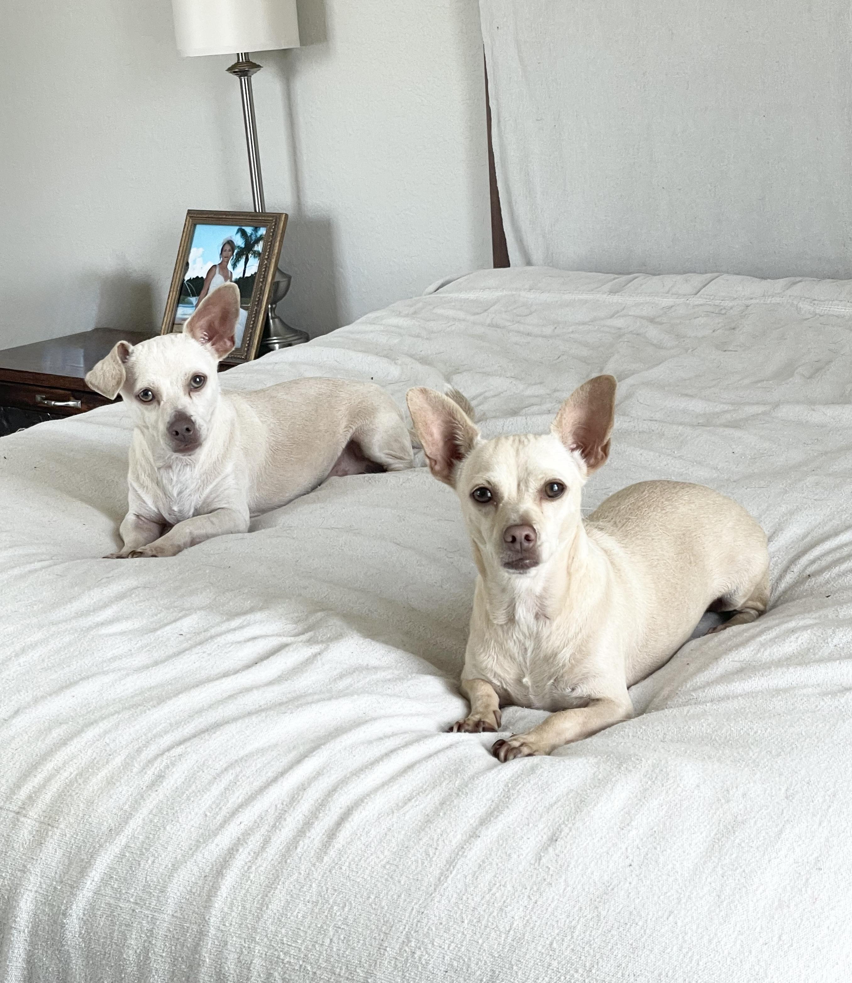 Enlarge Adorable Arroz and Frijoles, a ADOPTABLE mixed breed in West Hartford , CT image 5/5
