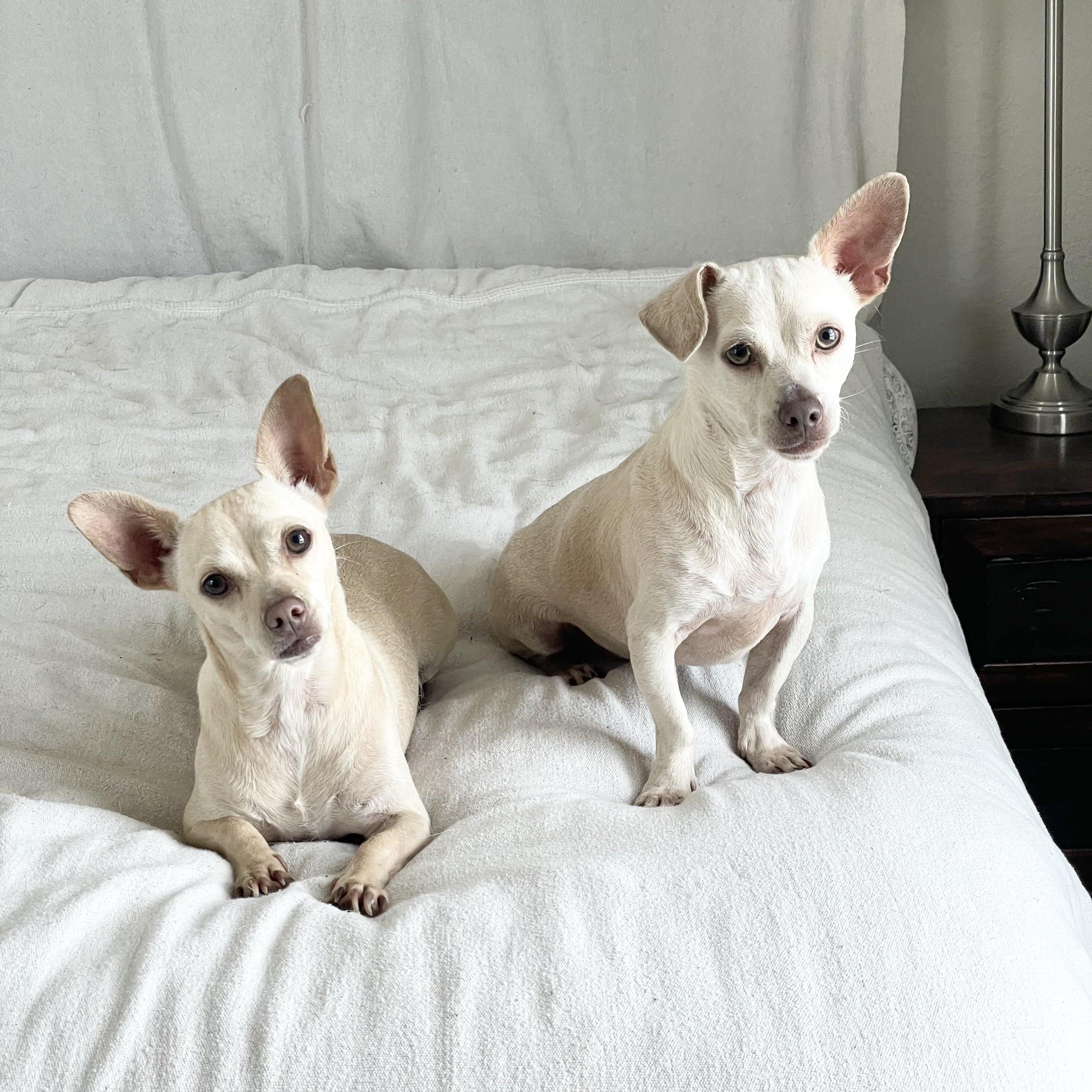 Adorable Arroz and Frijoles, ADOPTABLE, Adult Female Chiweenie & Chihuahua.