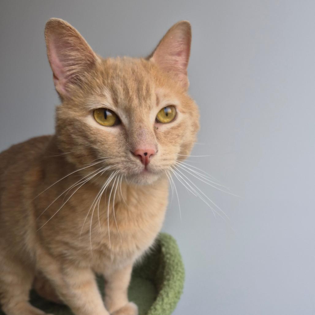Butters, Adoptable, Young Male Domestic Short Hair.